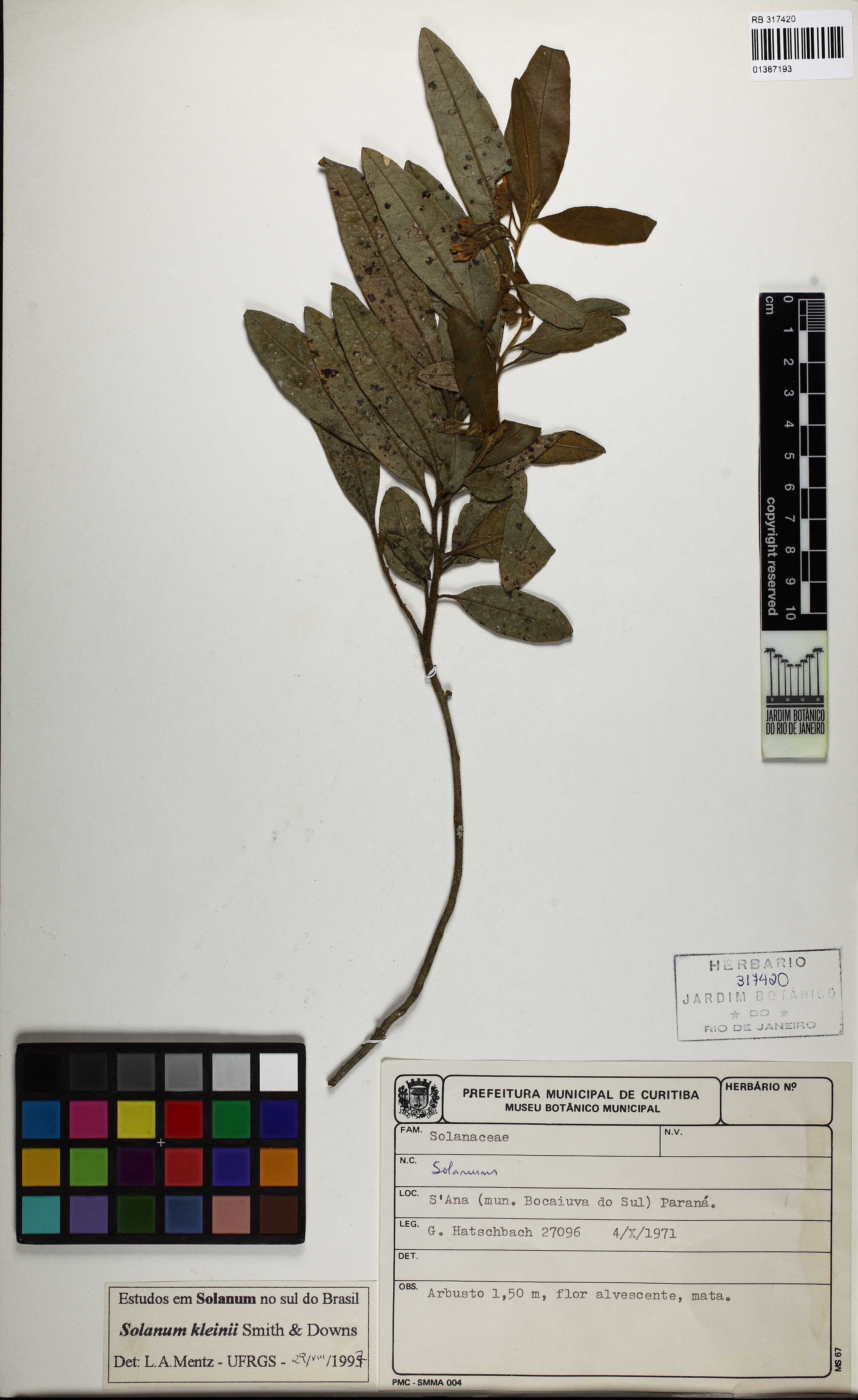 Solanum kleinii