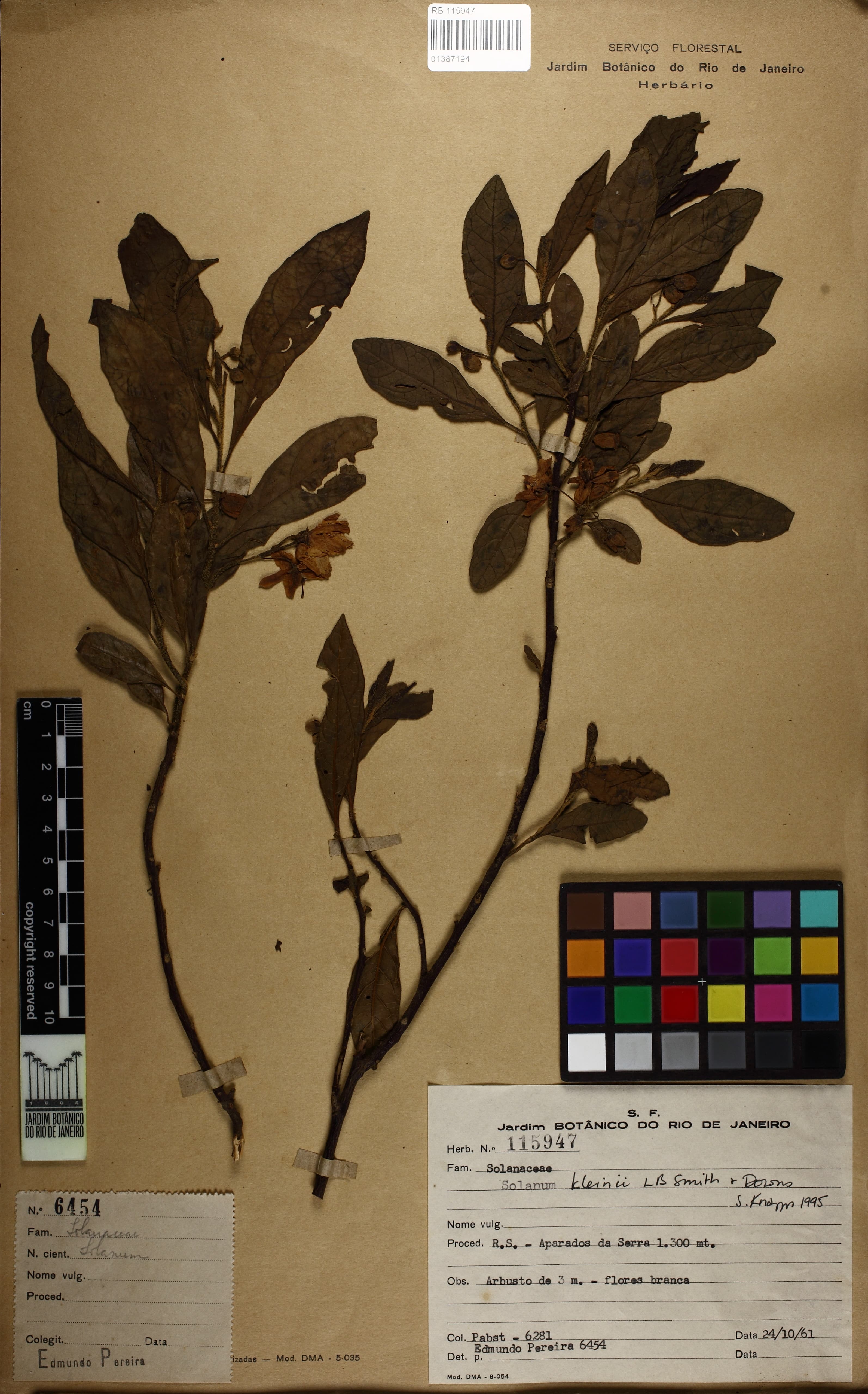 Solanum kleinii