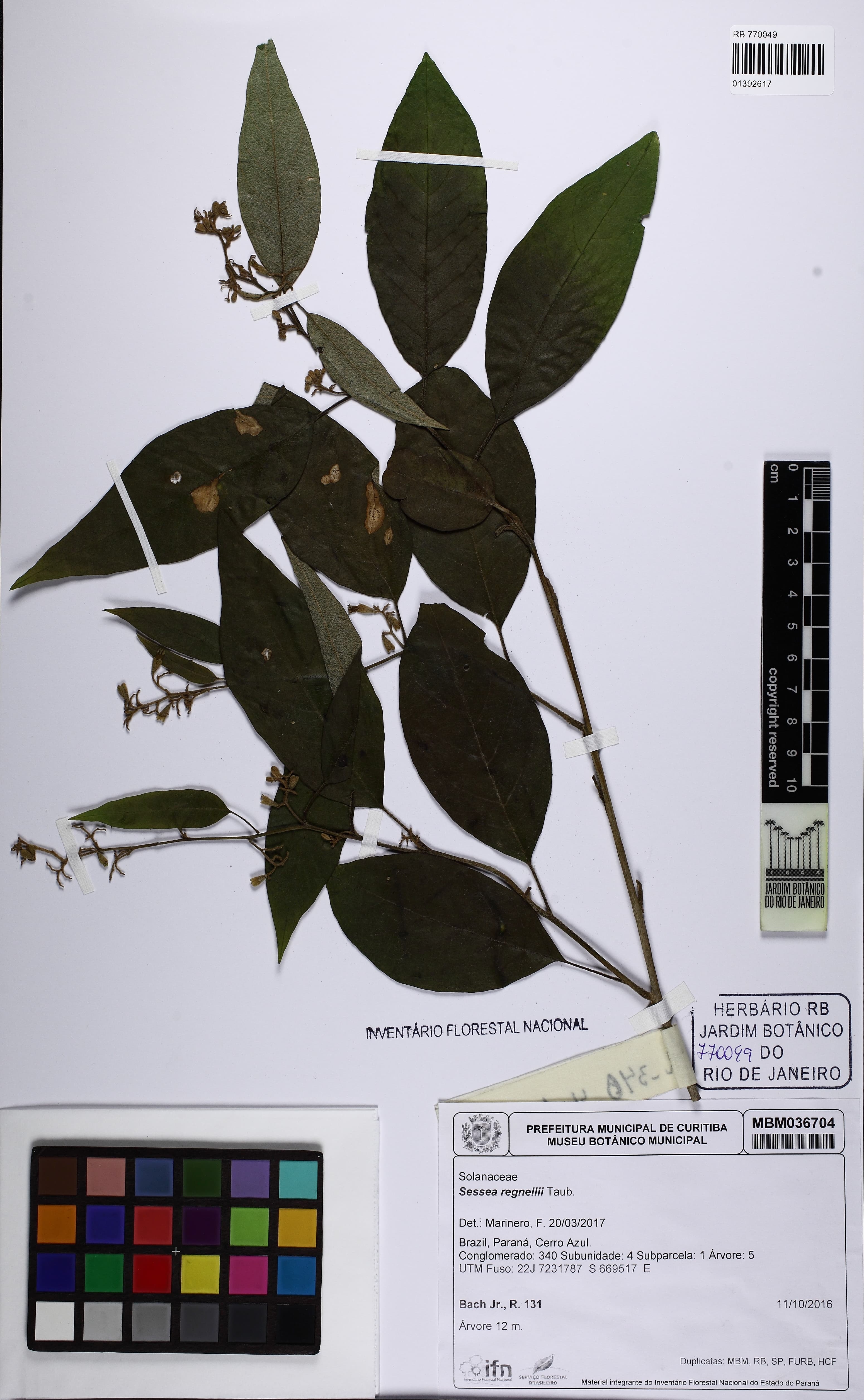 Cestrum capsulare
