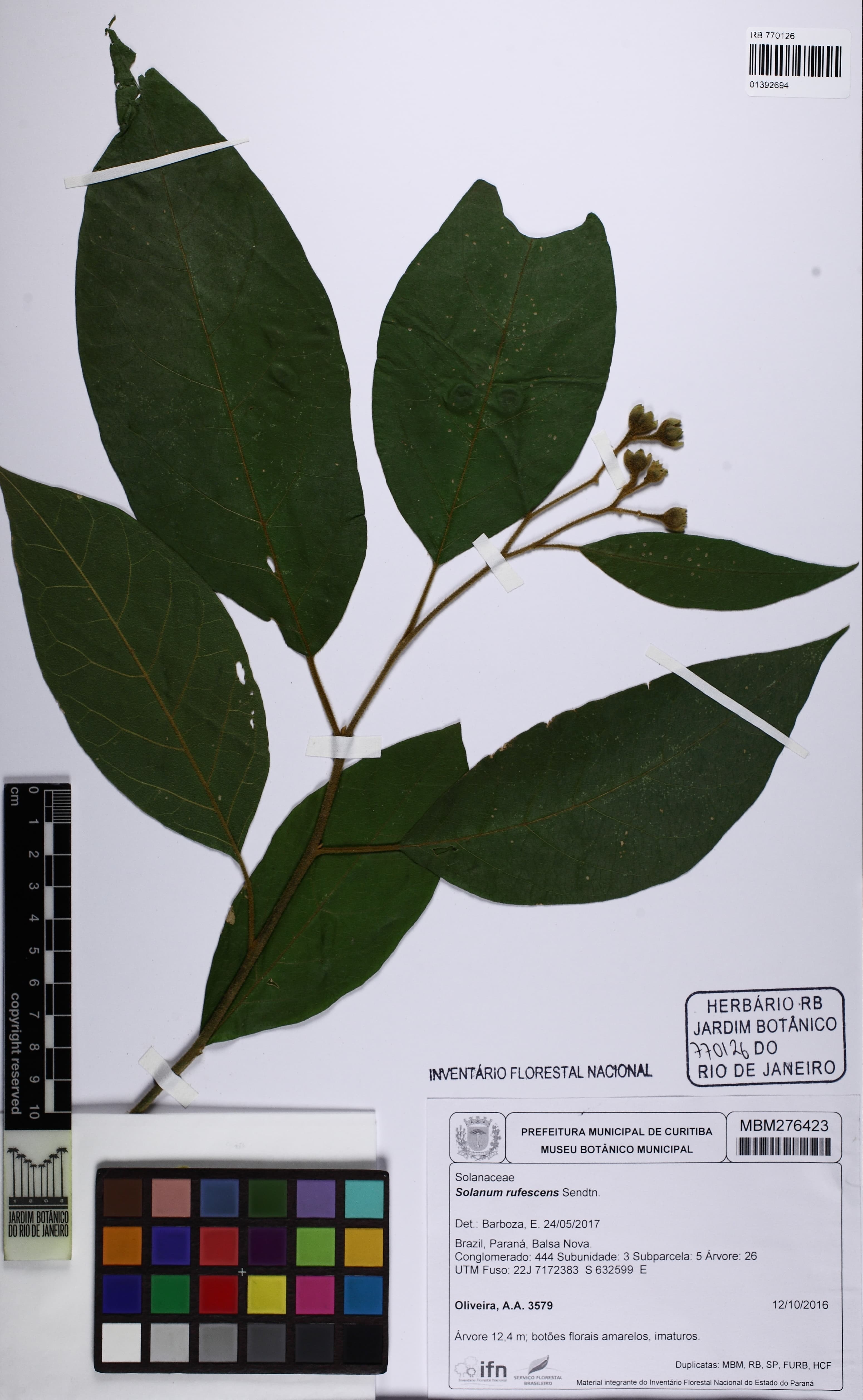 Solanum rufescens