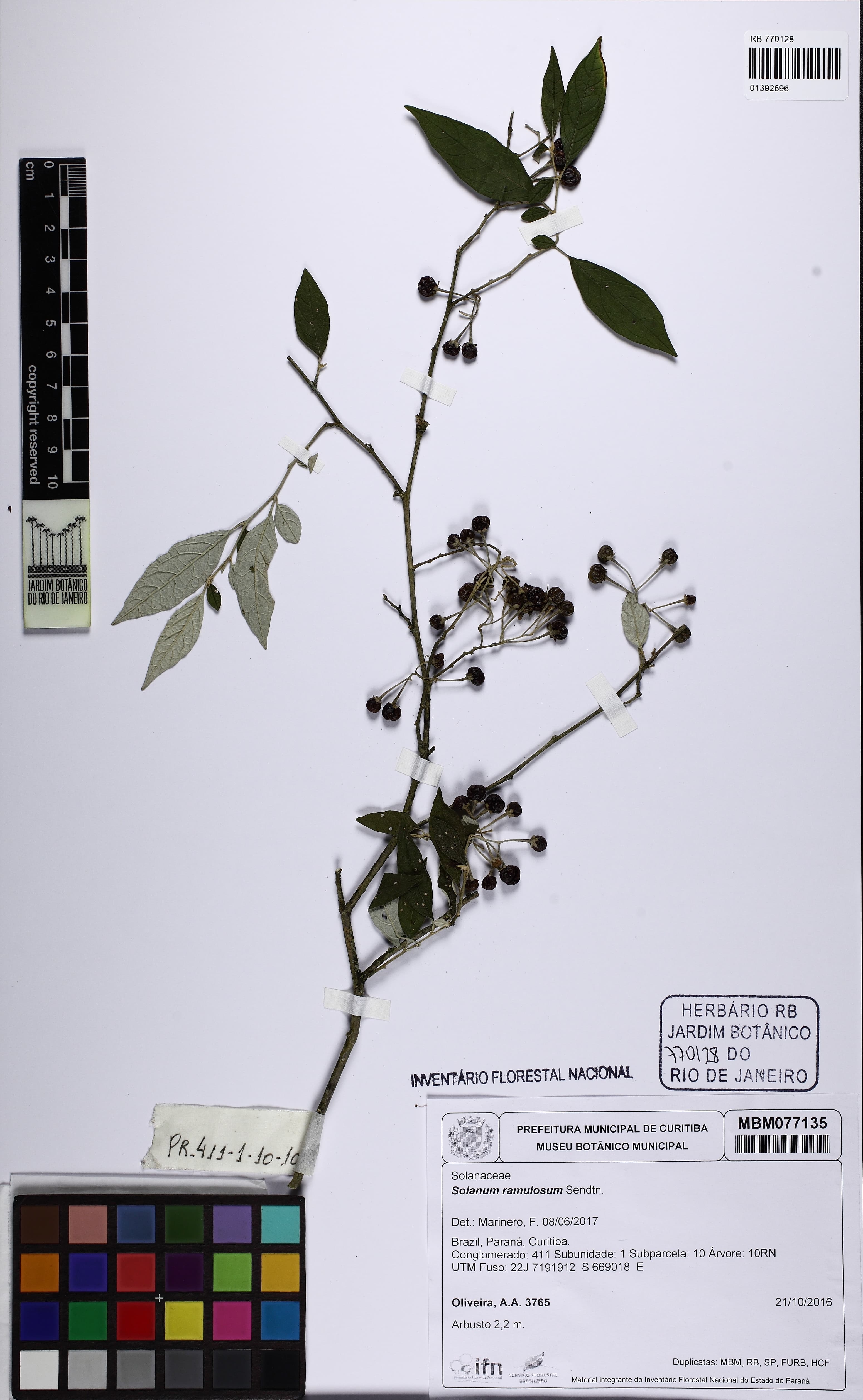 Solanum ramulosum