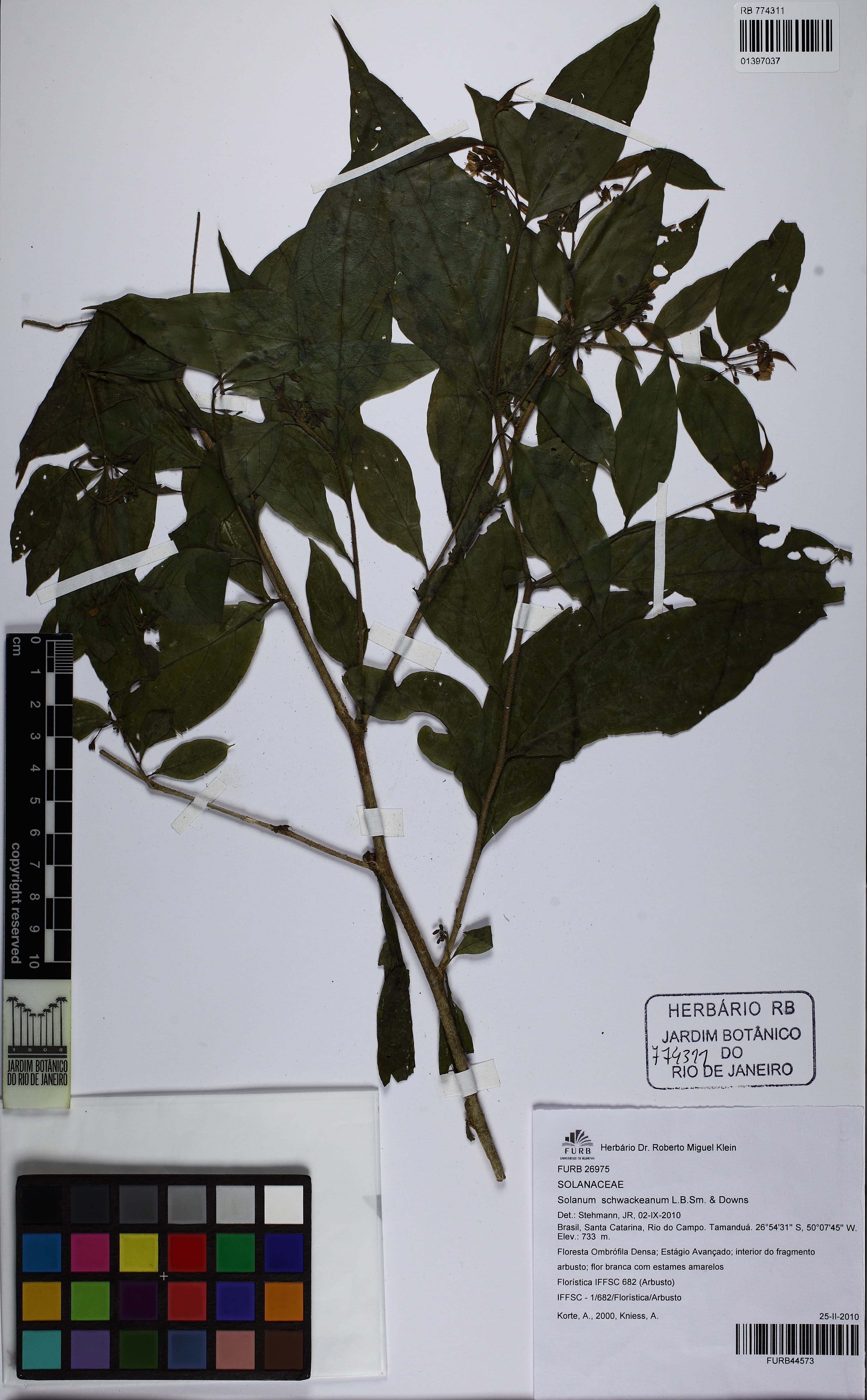 Solanum schwackeanum