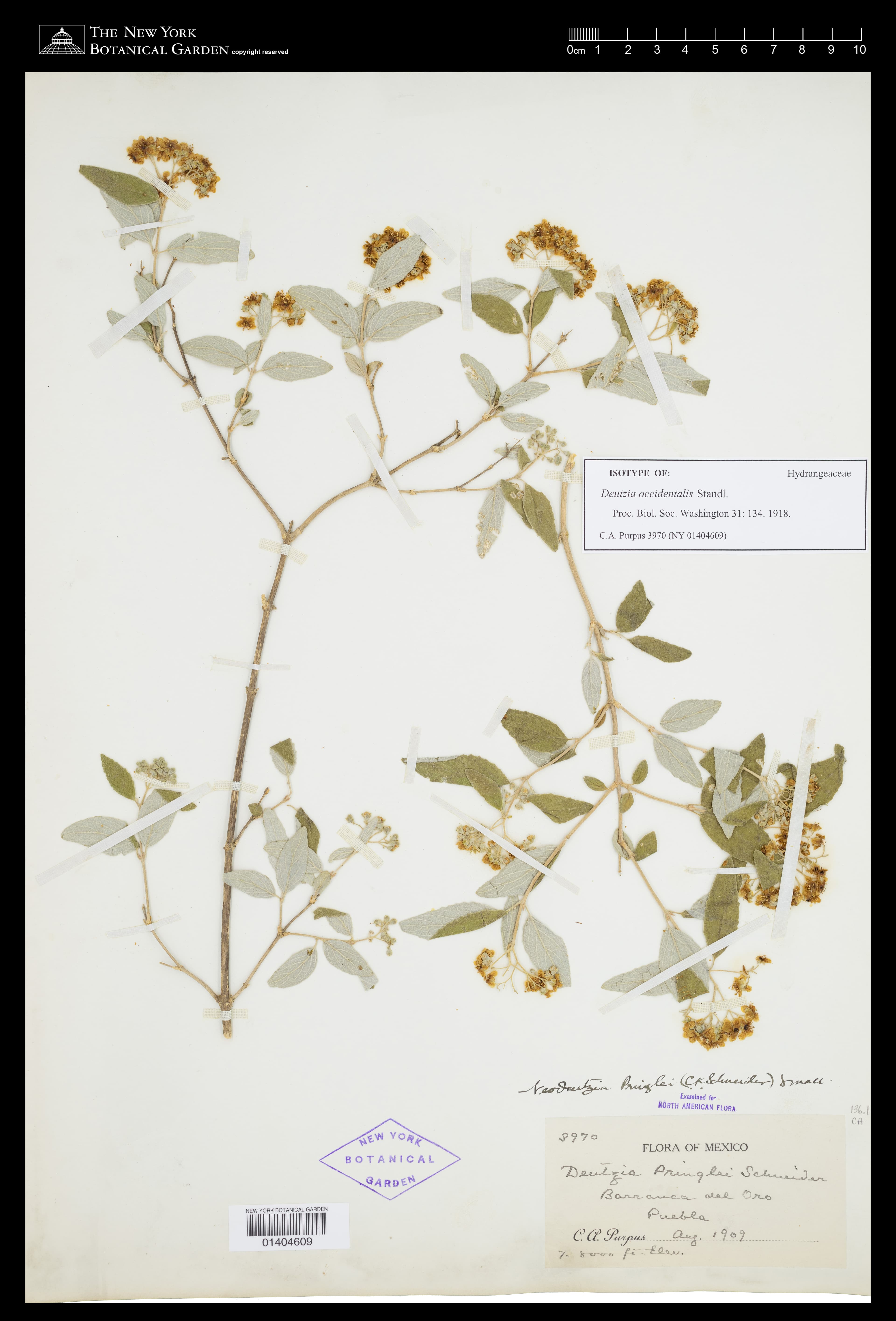Deutzia occidentalis