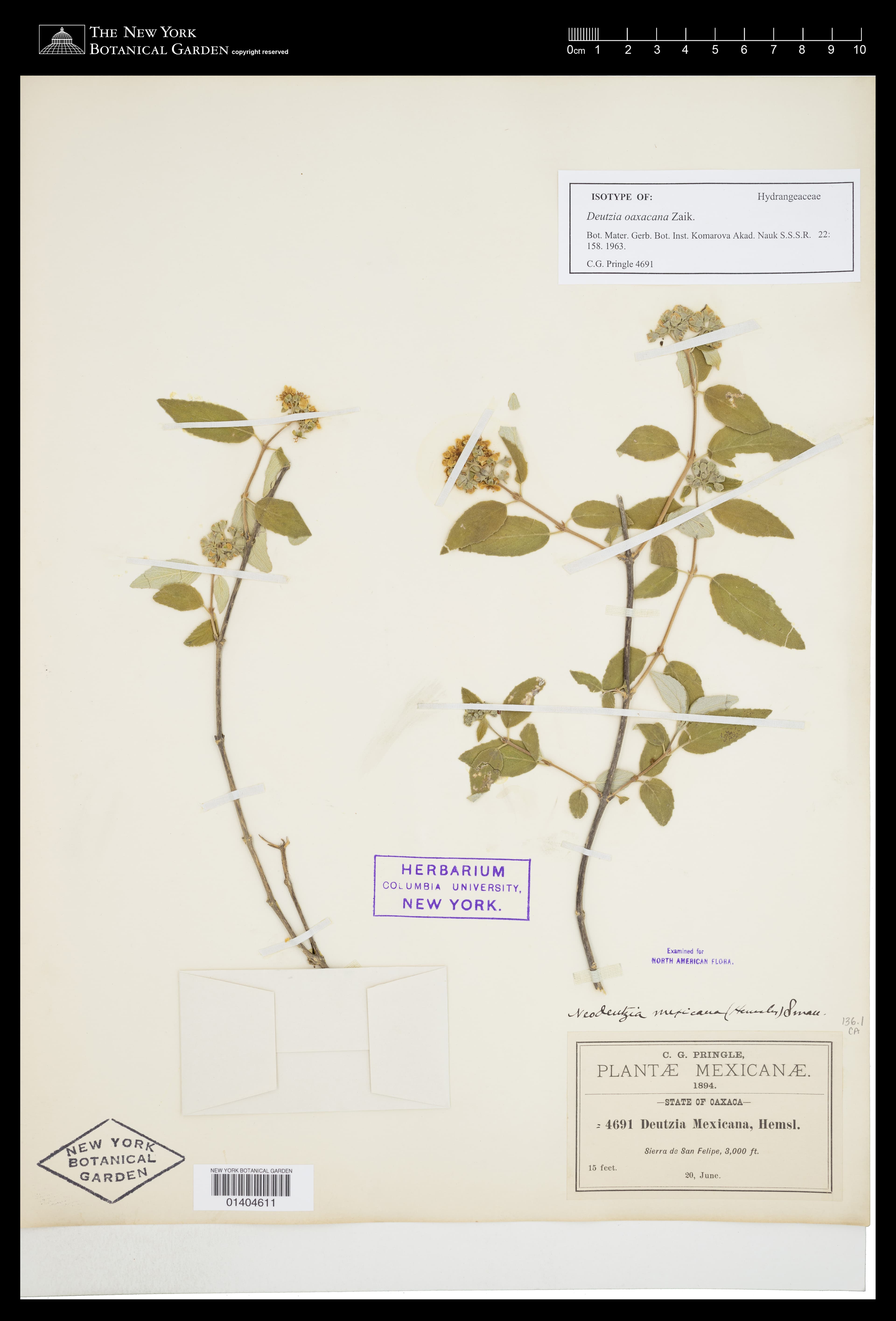 Deutzia oaxacana