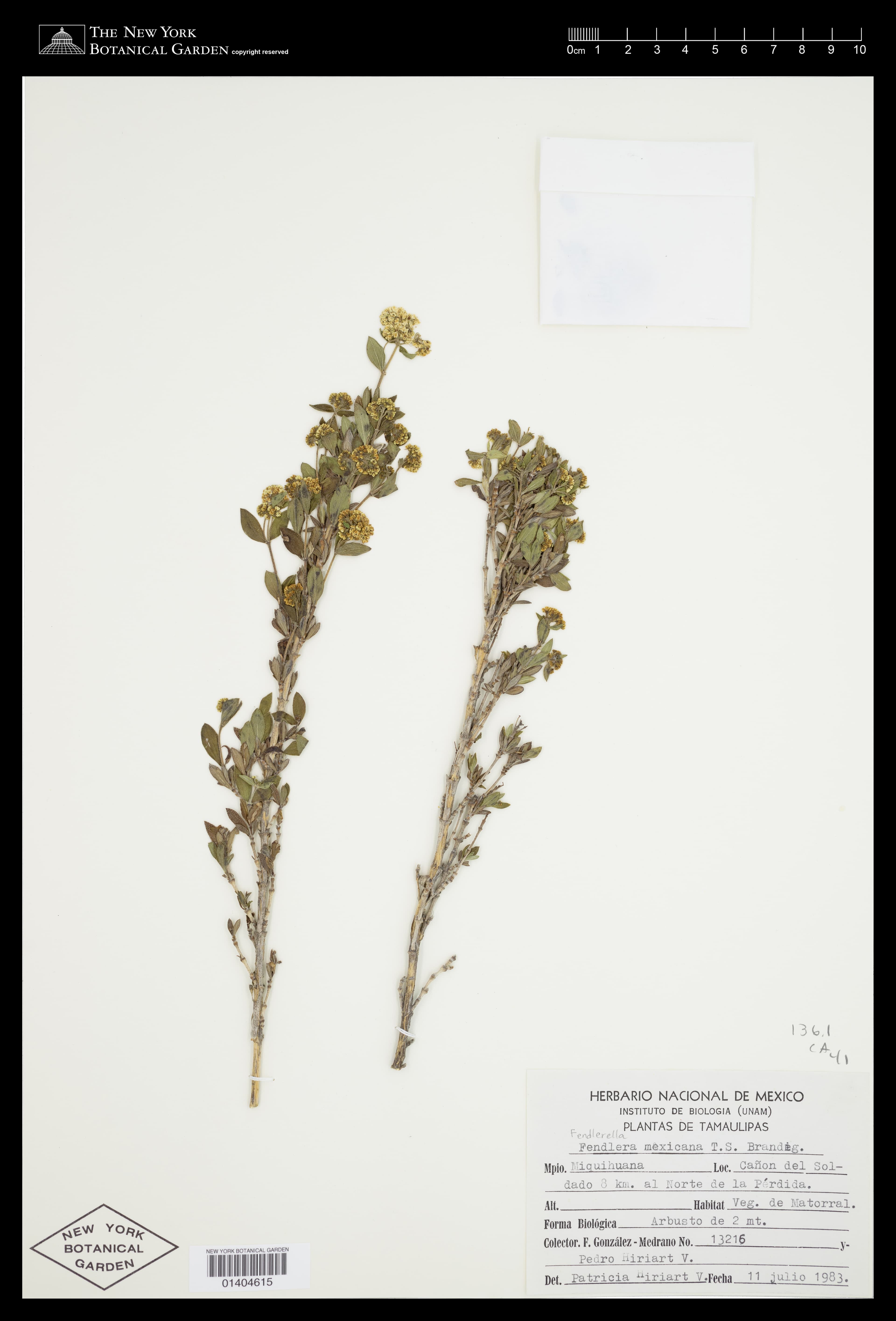 Fendlerella mexicana