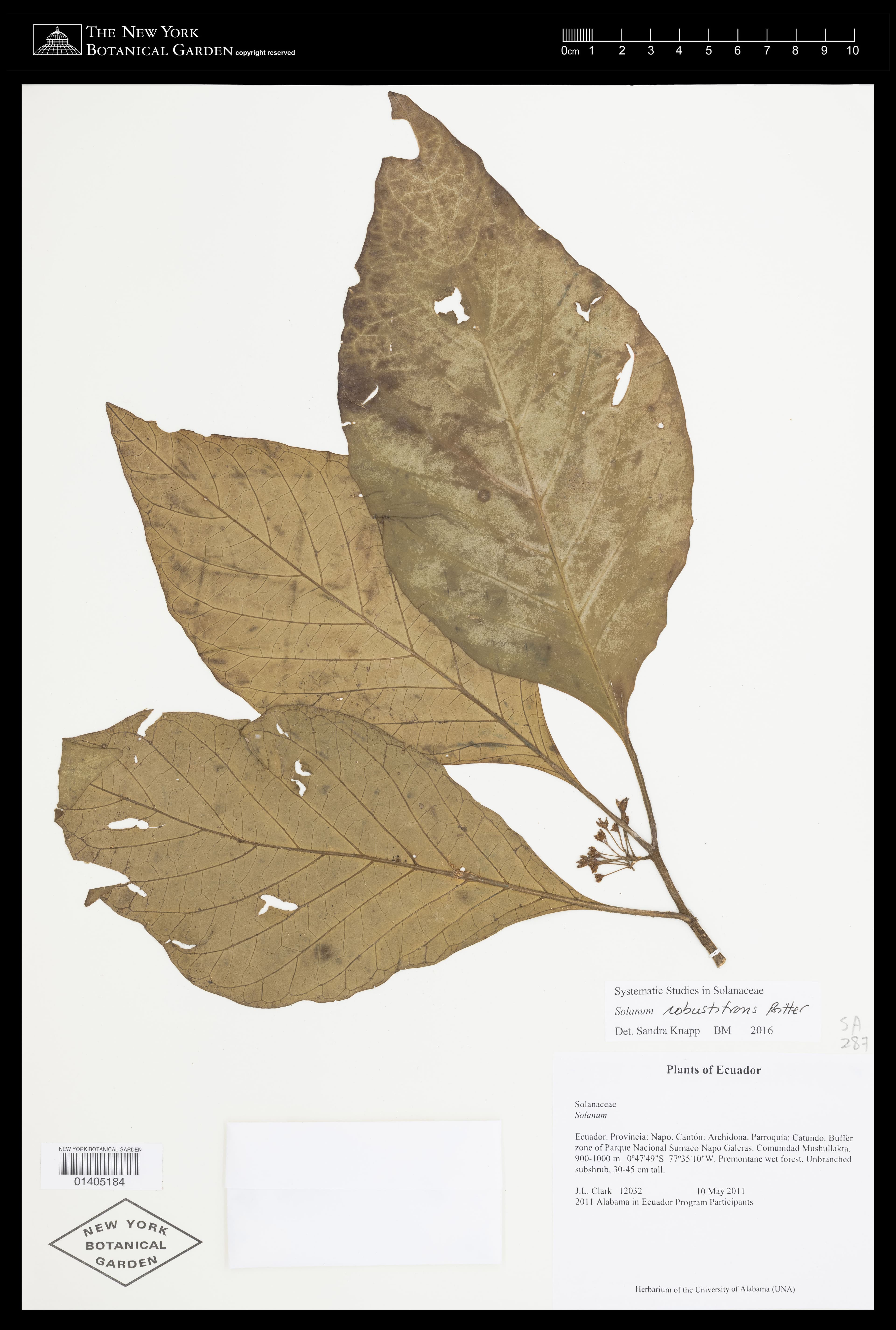 Solanum robustifrons