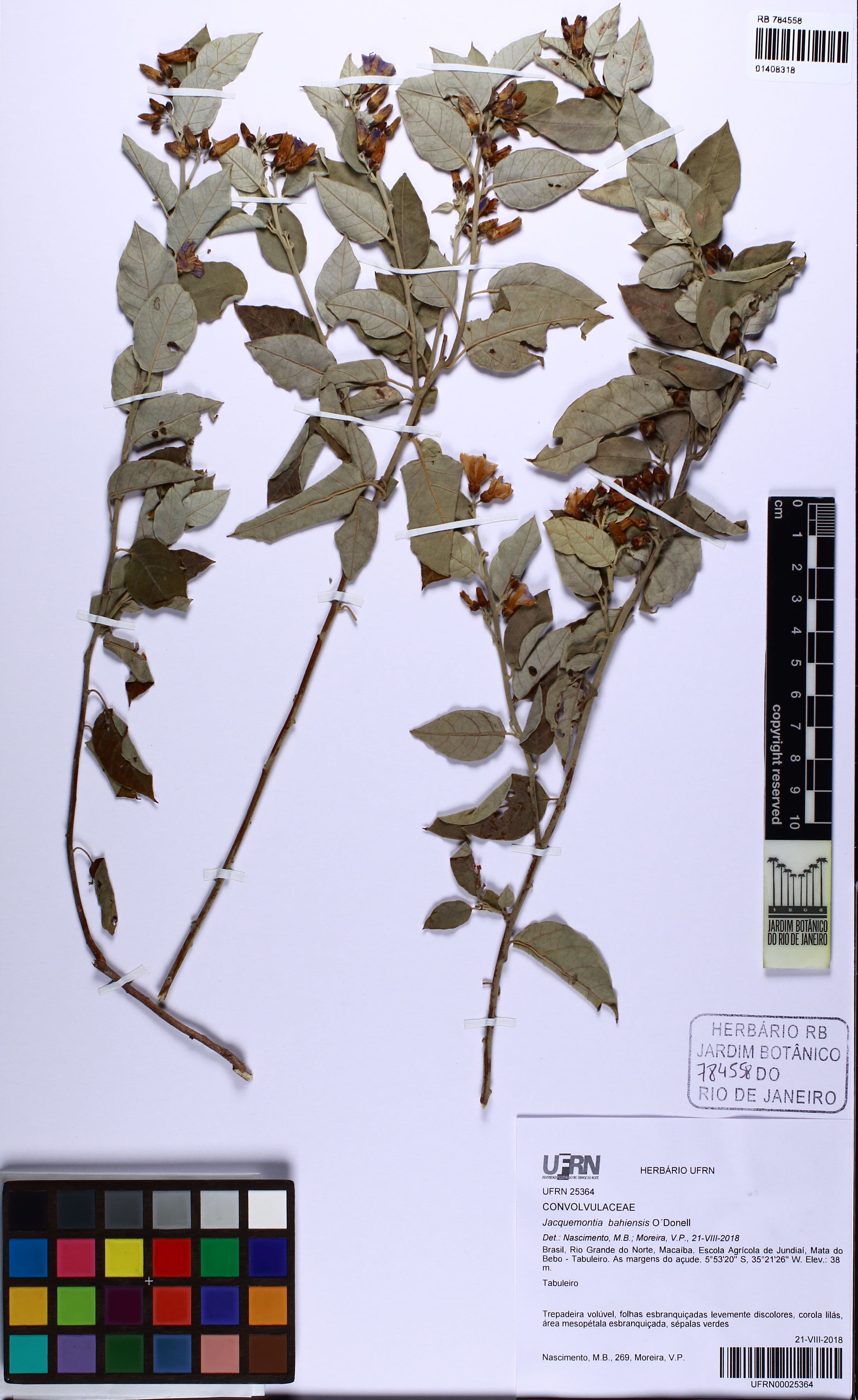 Jacquemontia bahiensis