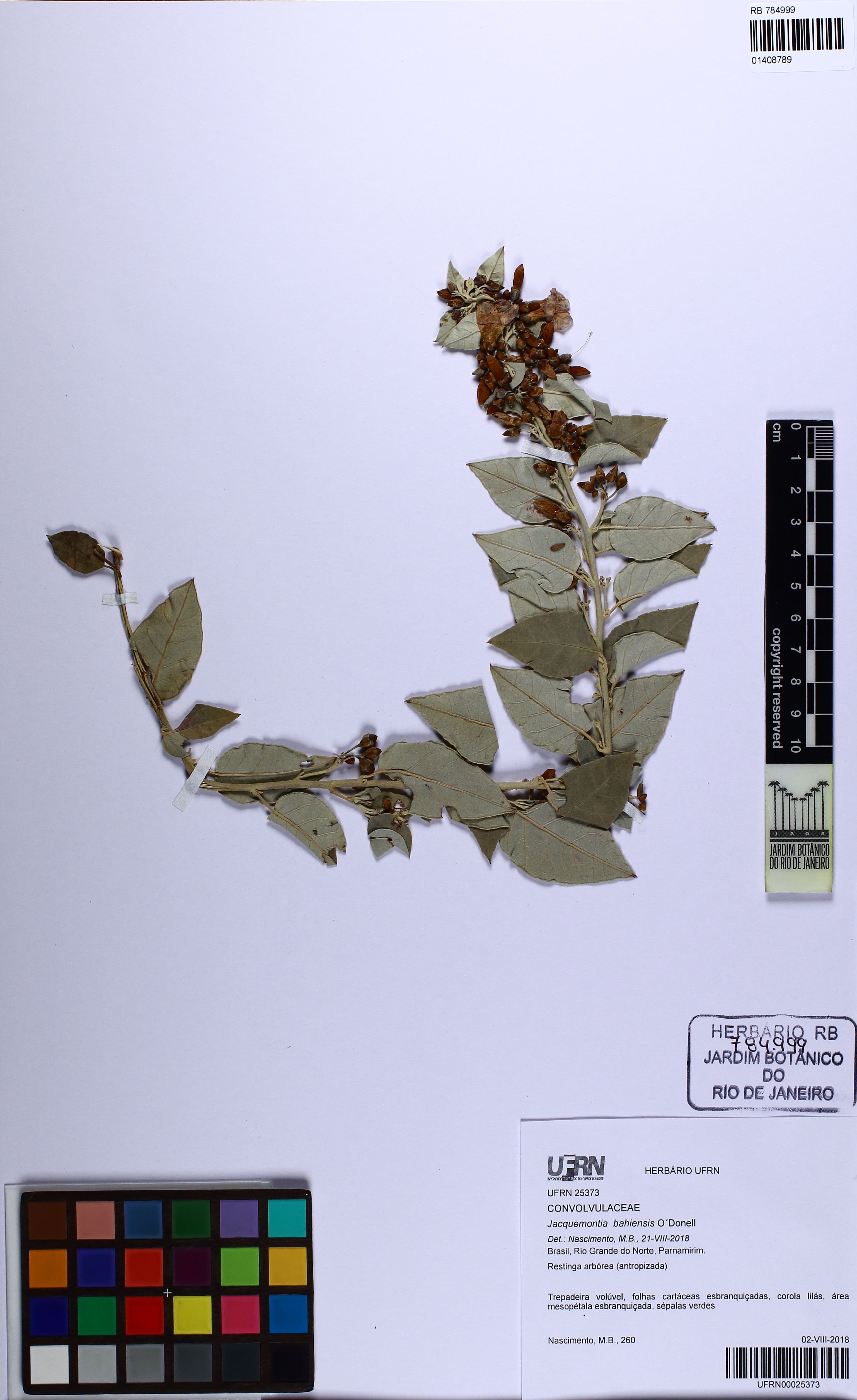 Jacquemontia bahiensis