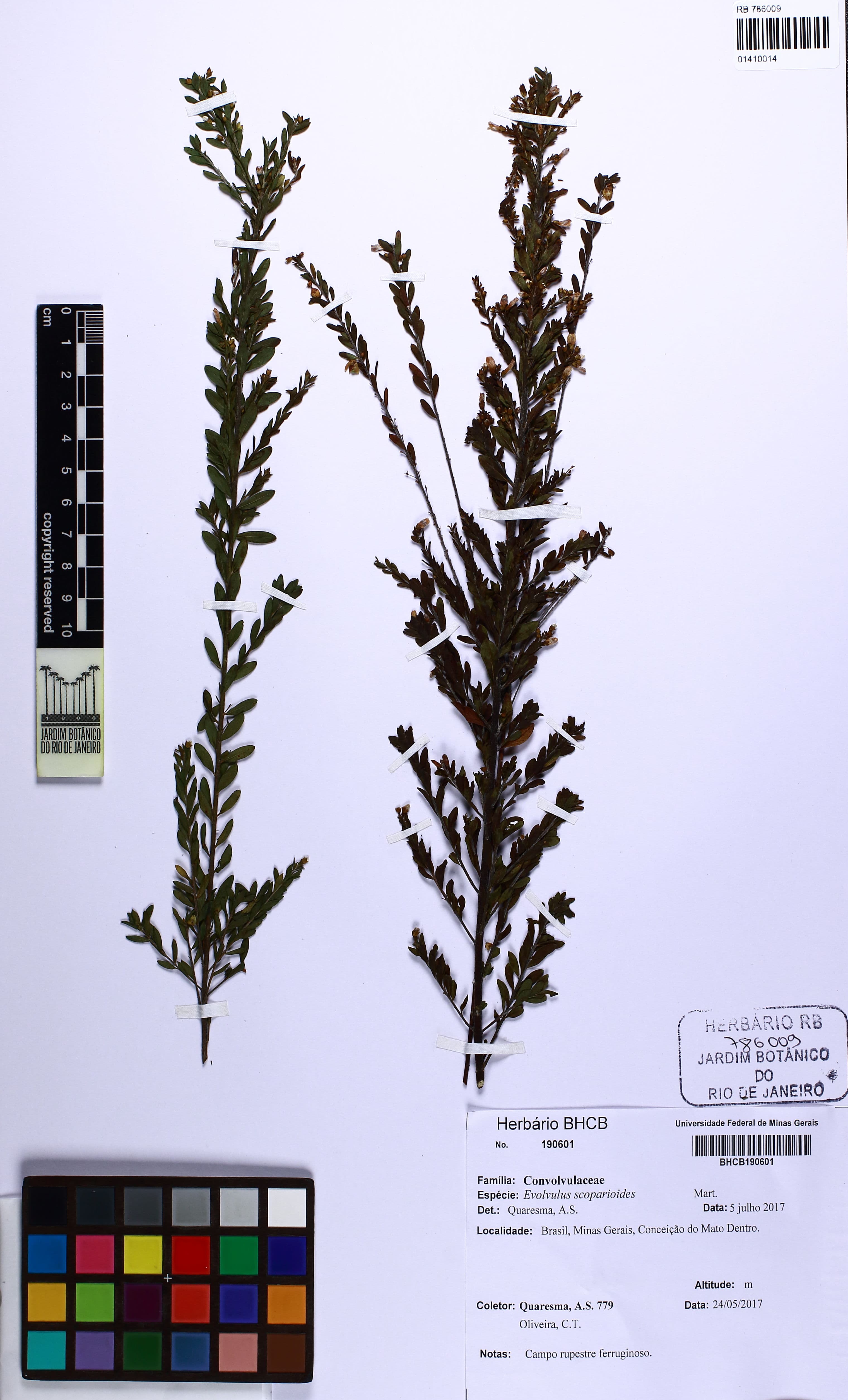 Evolvulus scoparioides
