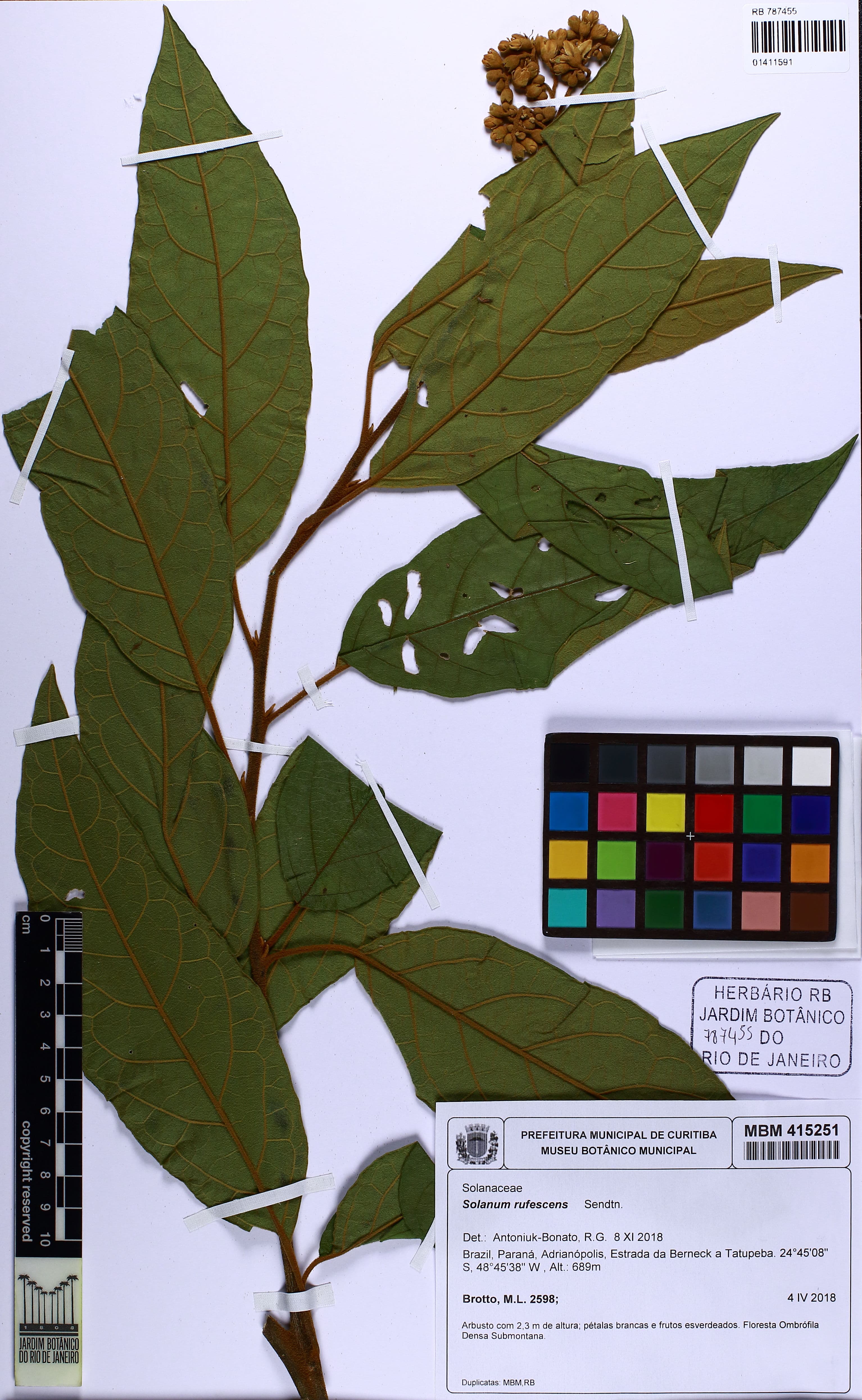 Solanum rufescens