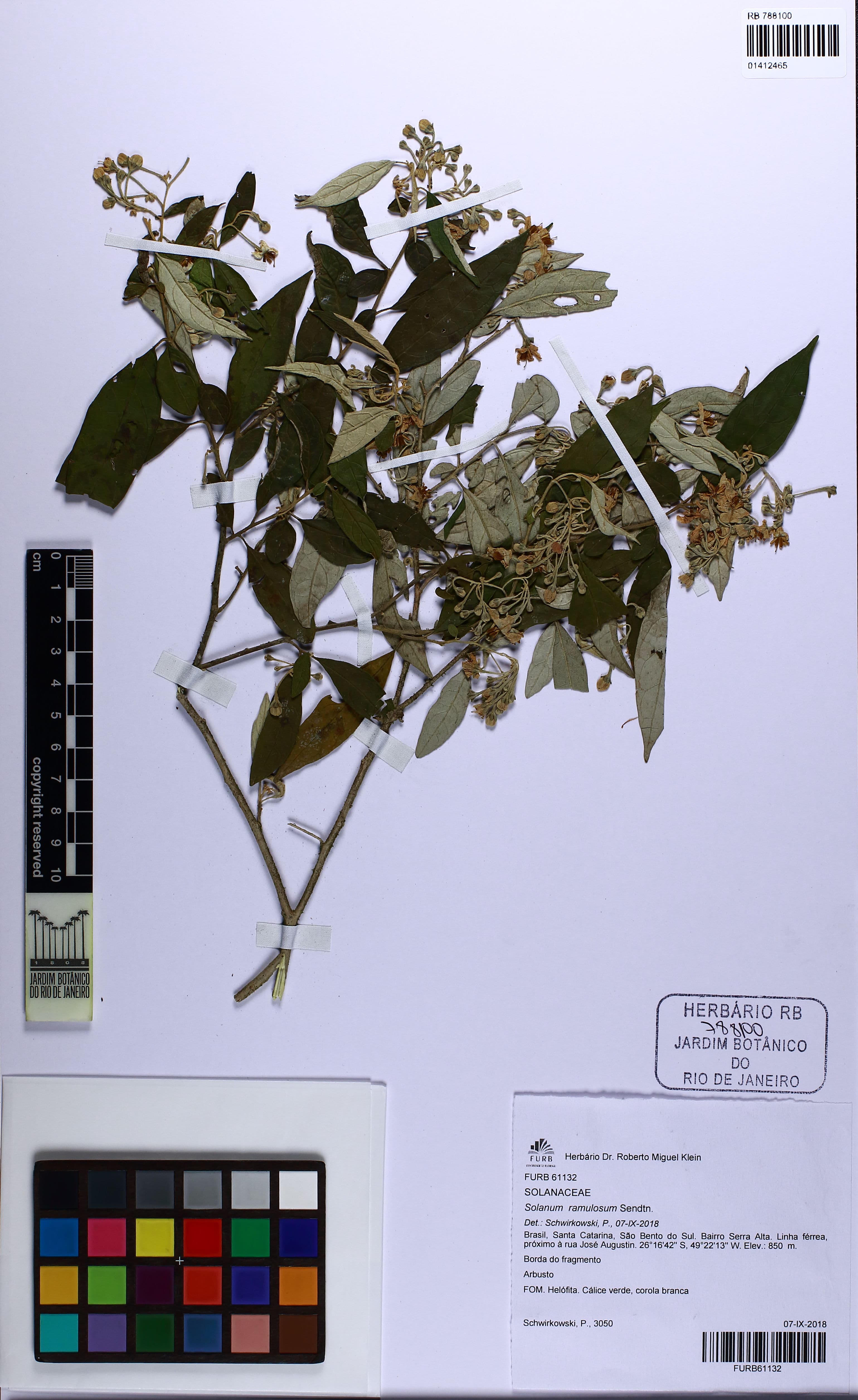 Solanum ramulosum