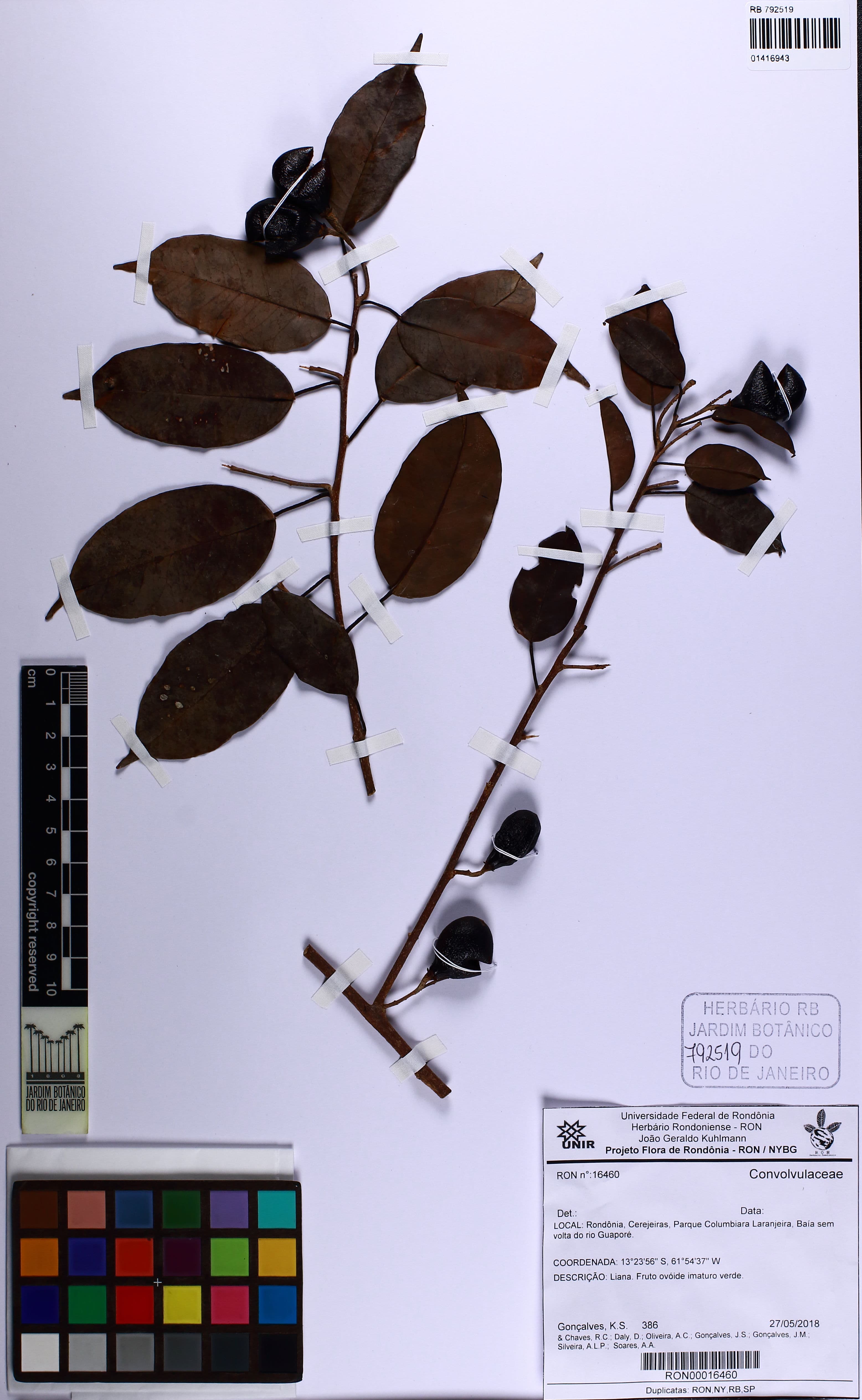 Dicranostyles scandens