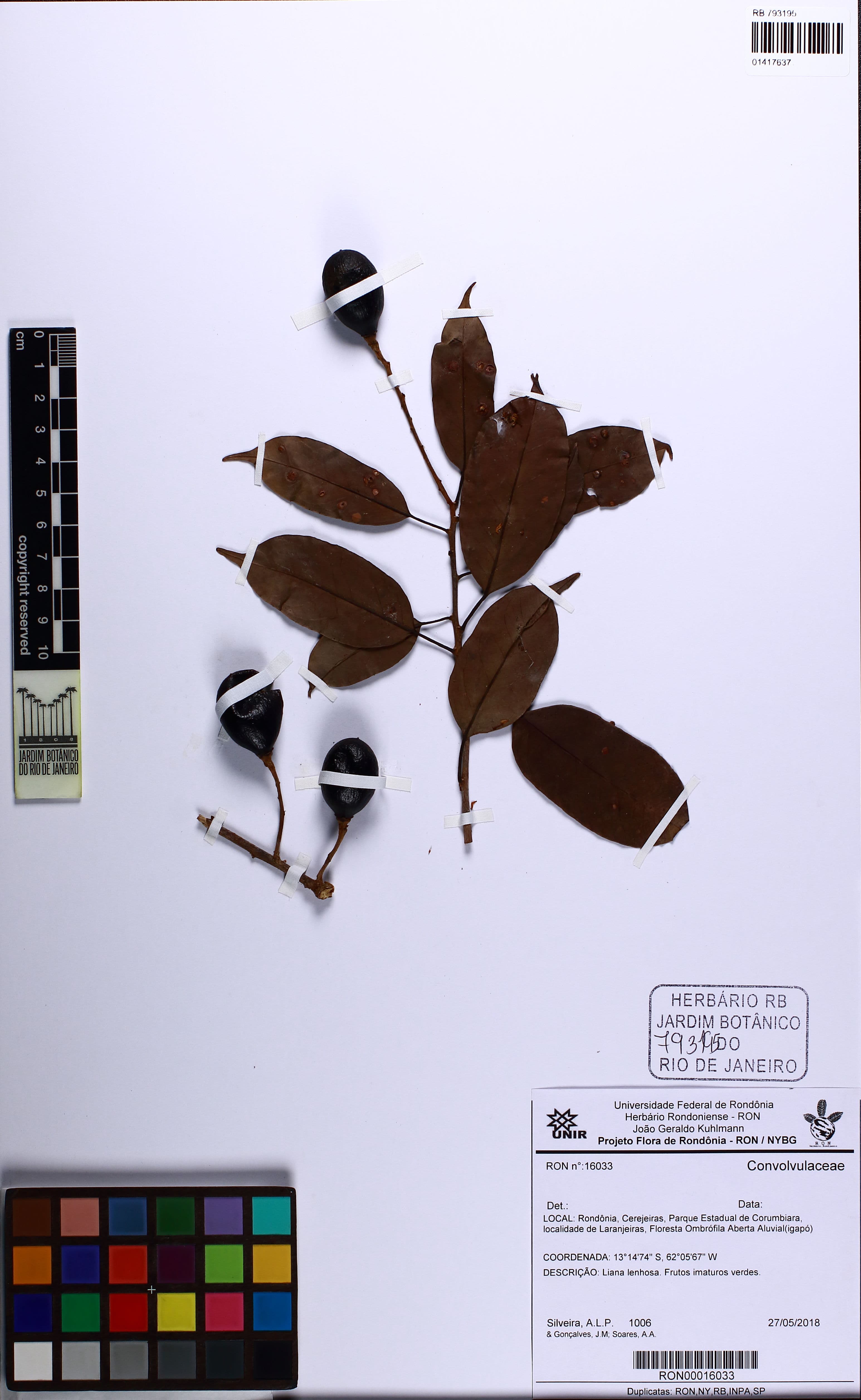 Dicranostyles scandens