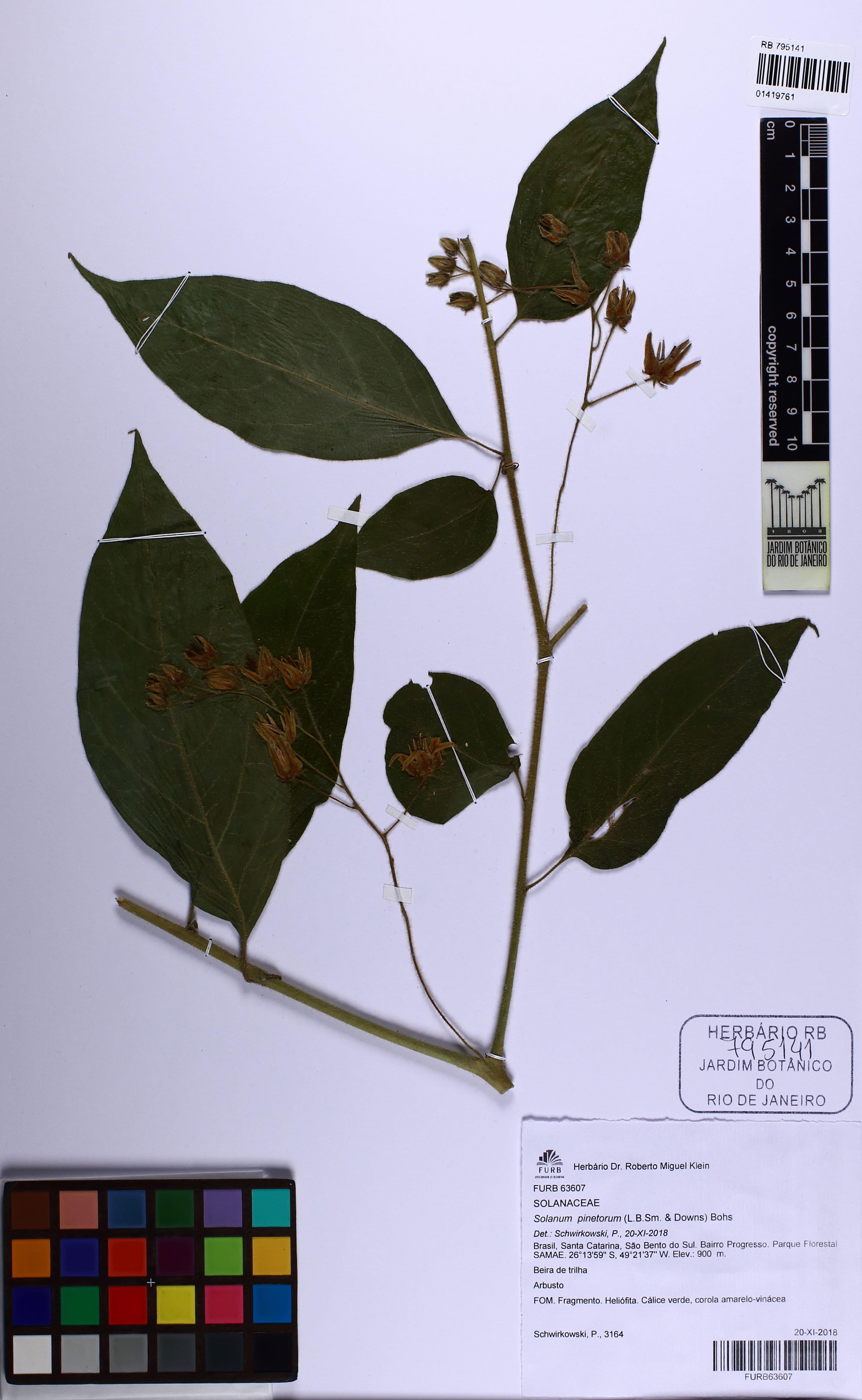 Solanum pinetorum