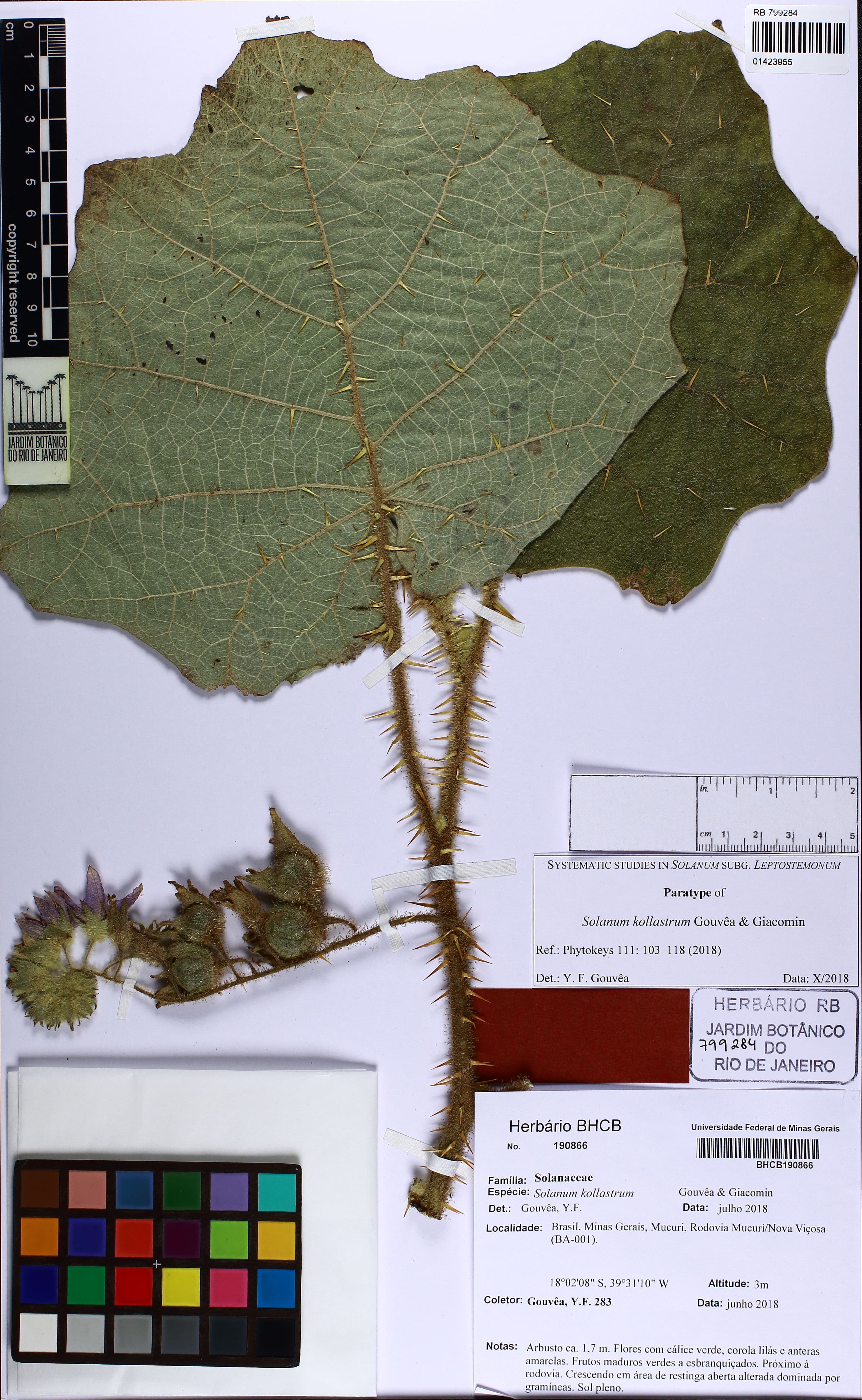 Solanum kollastrum