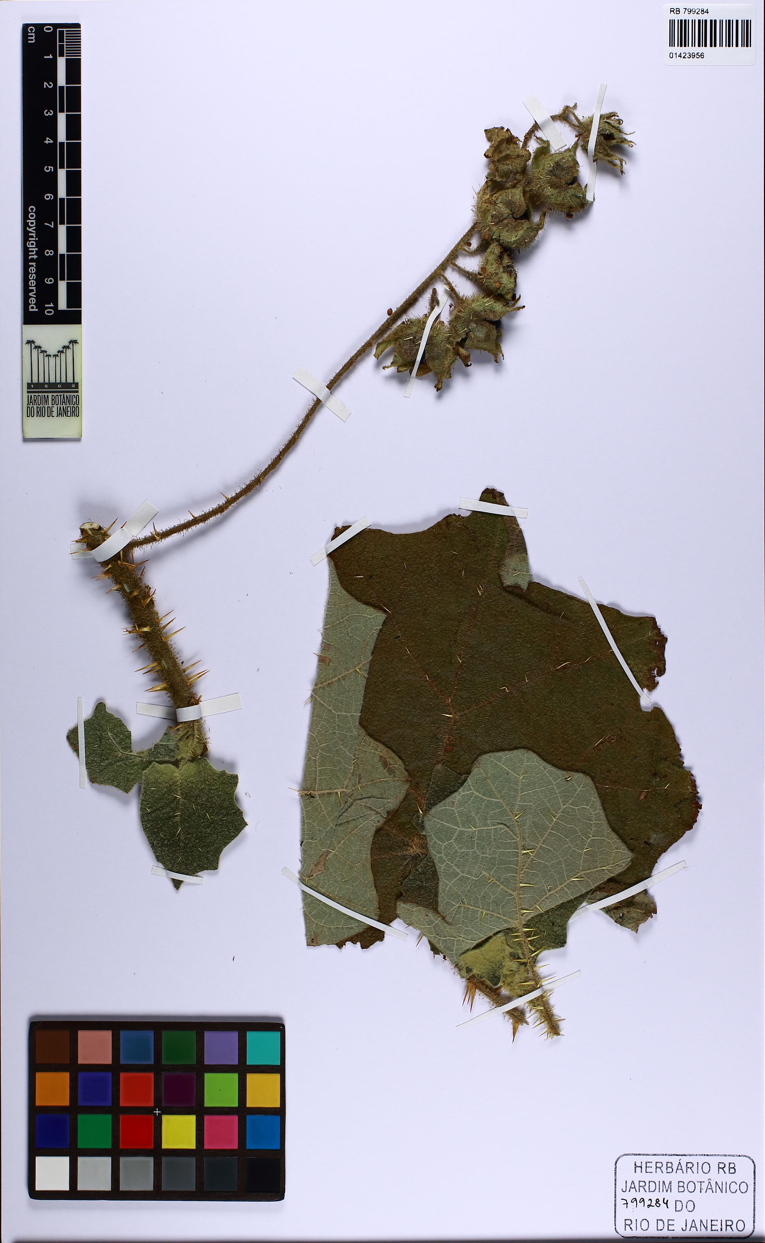 Solanum kollastrum