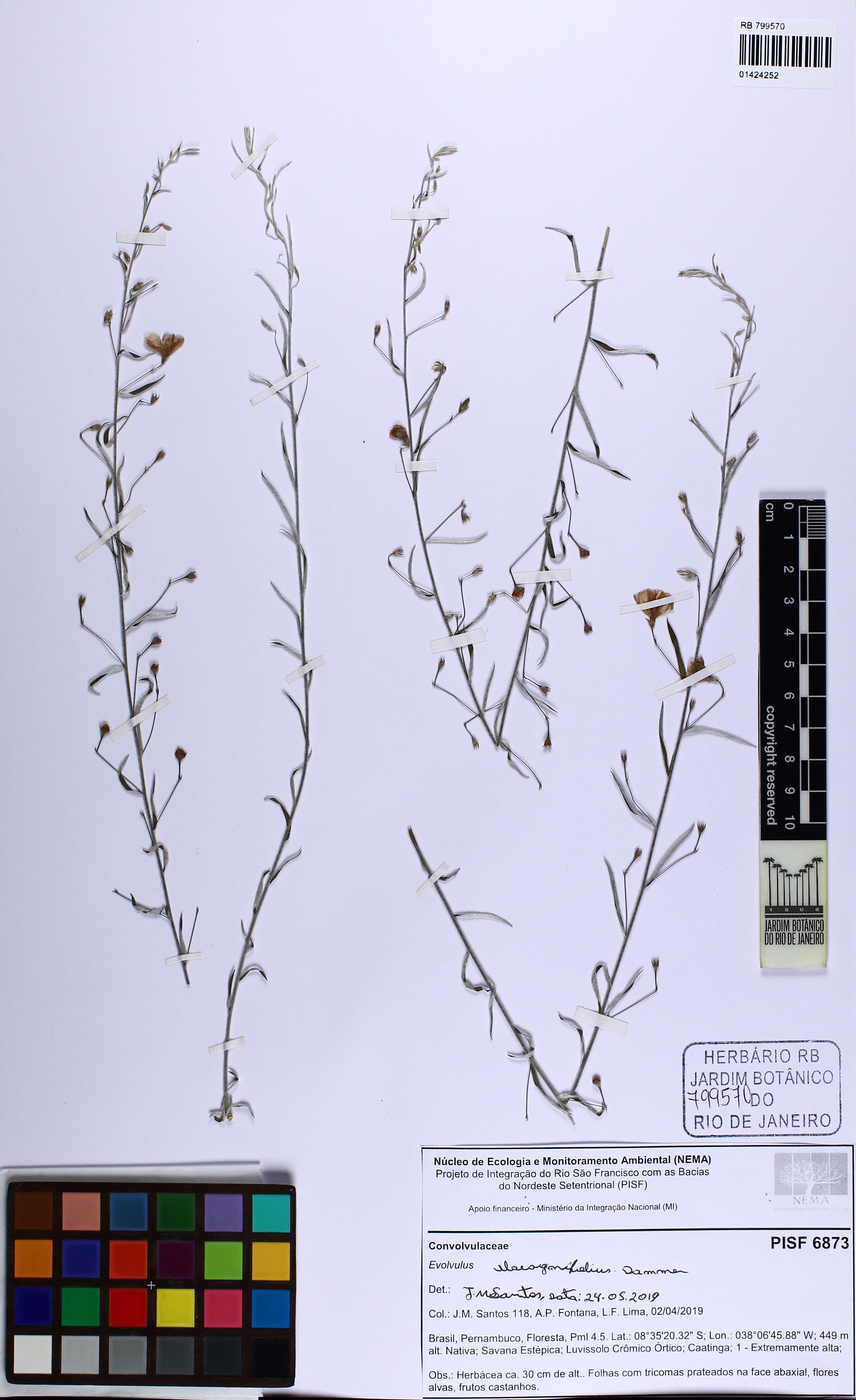 Evolvulus elaeagnifolius