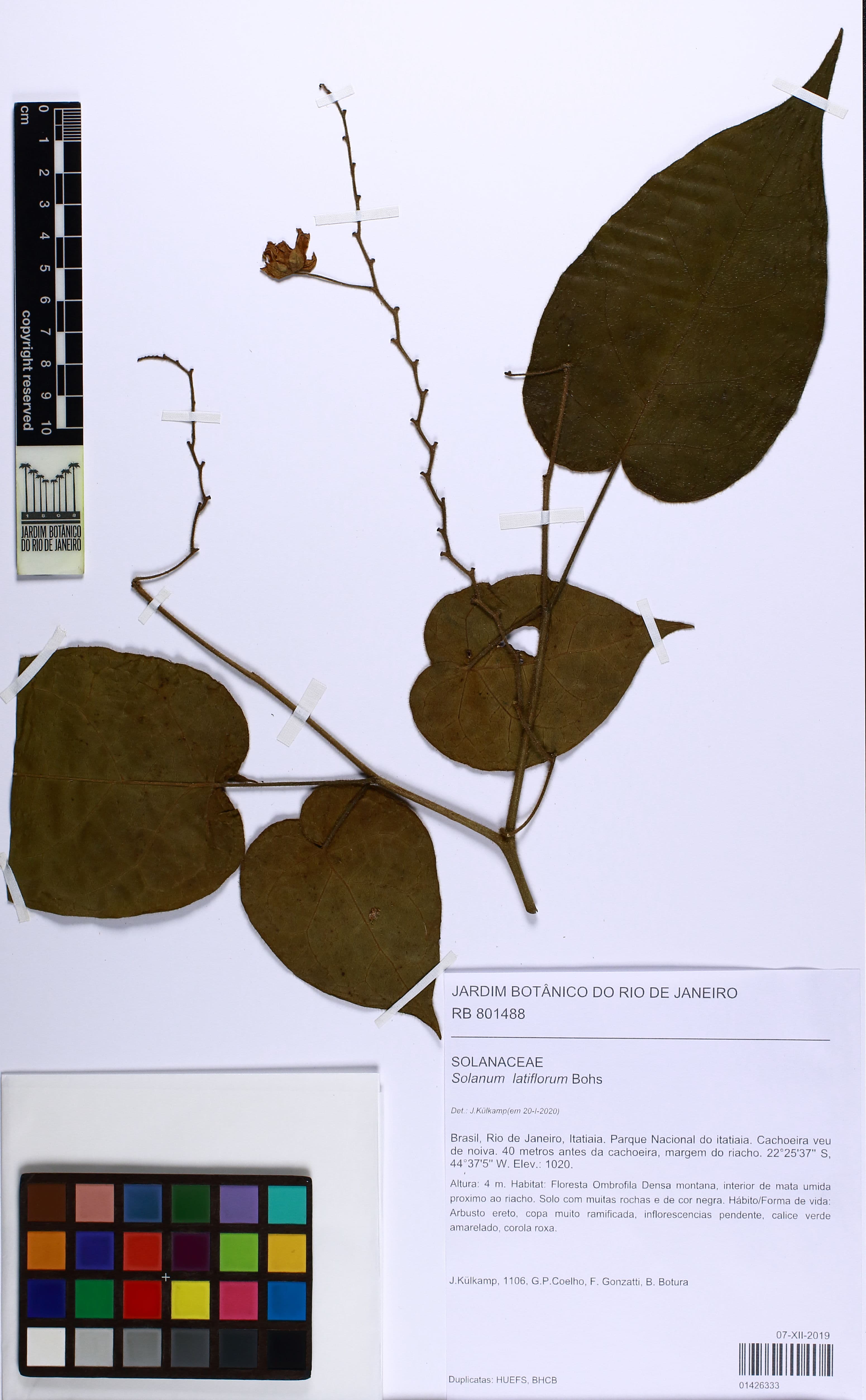 Solanum latiflorum