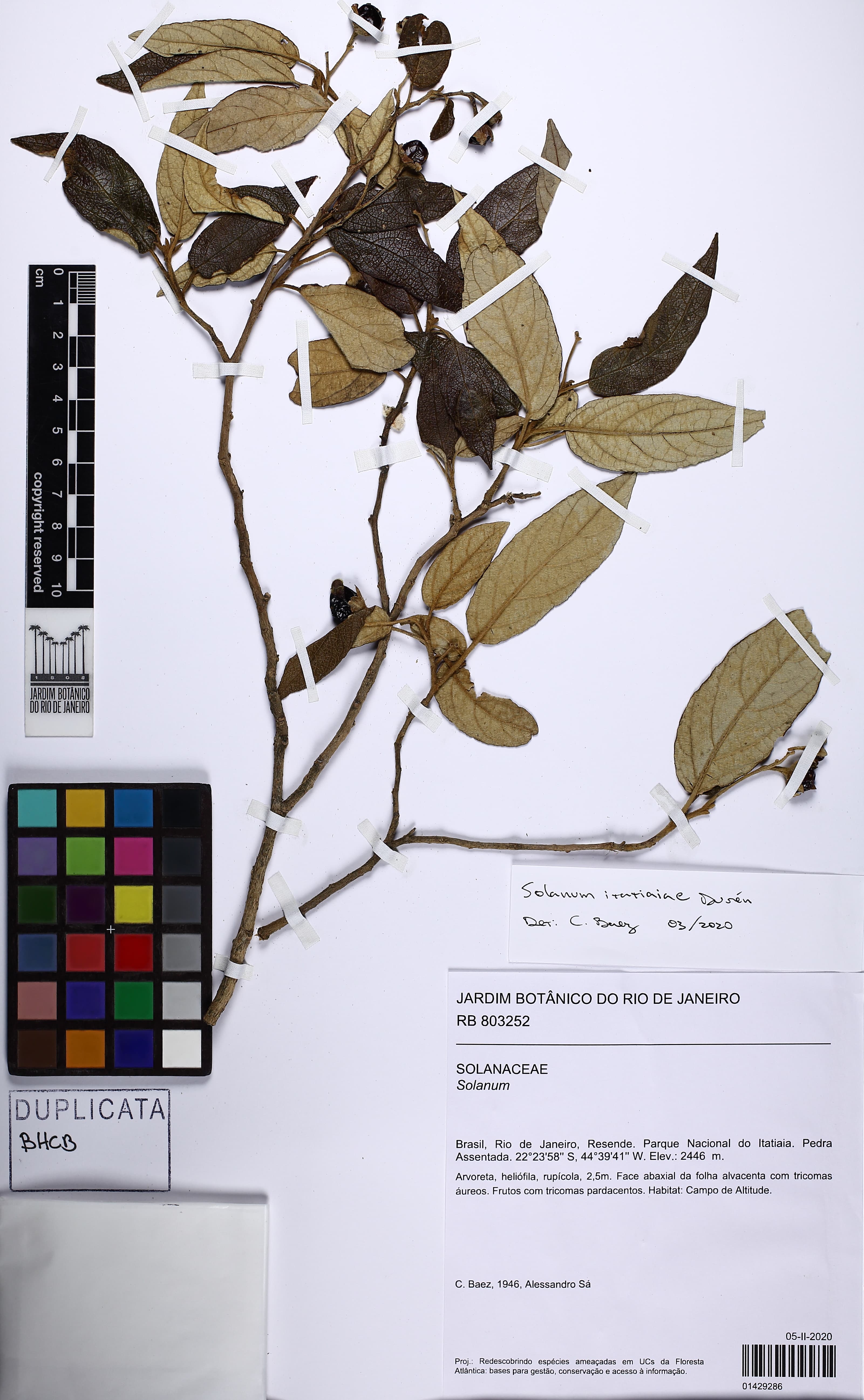 Solanum itatiaiae