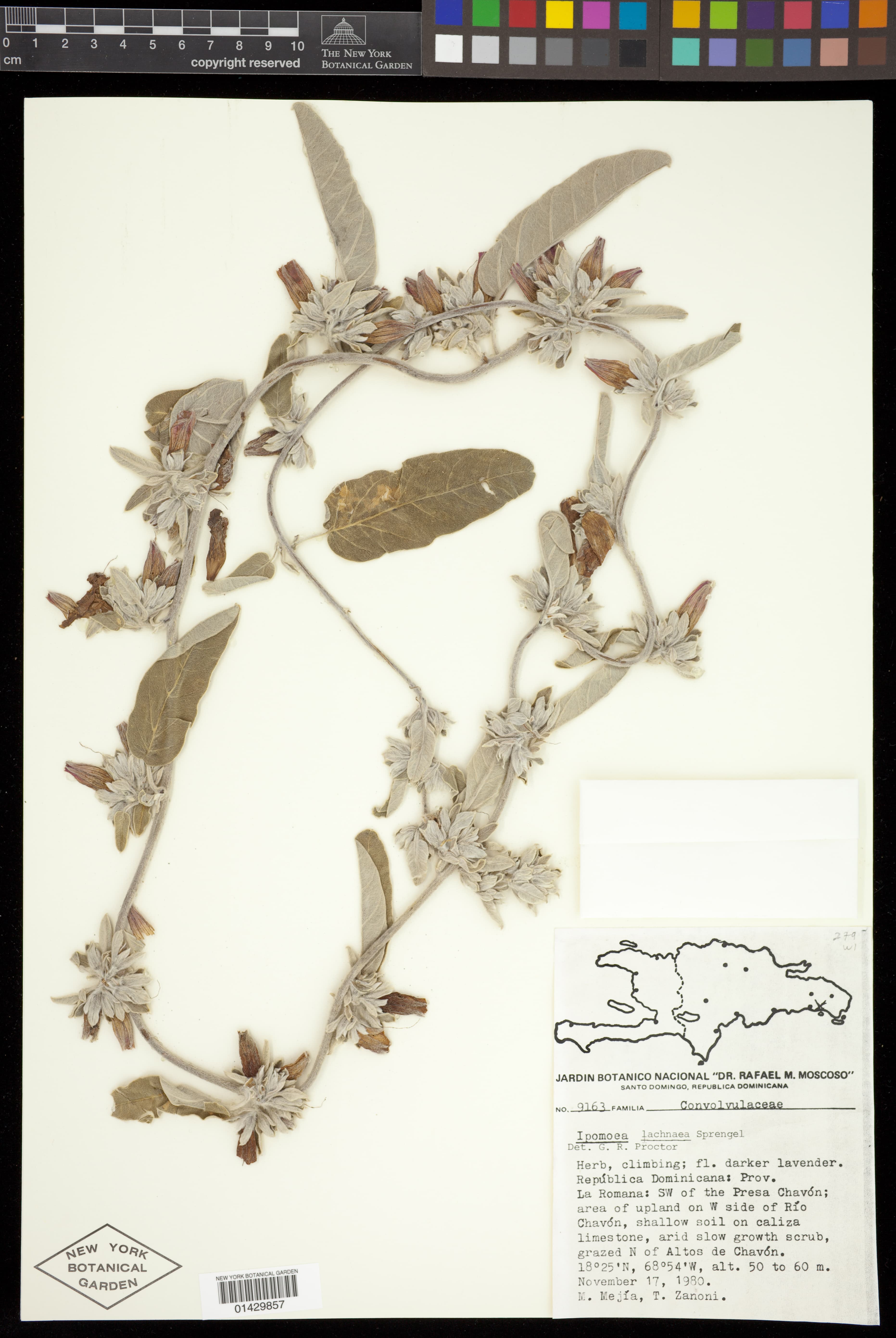 Ipomoea lachnaea
