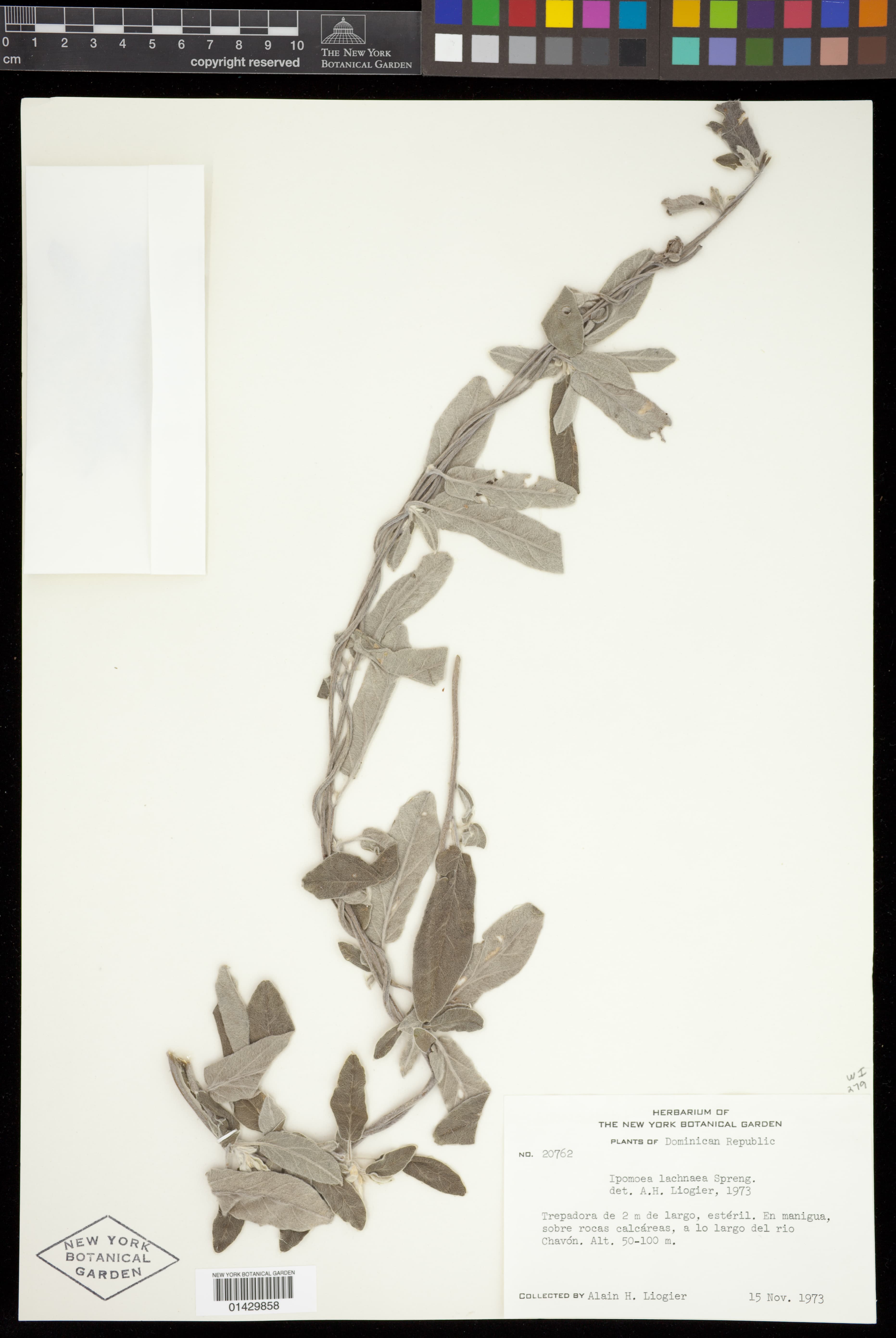Ipomoea lachnaea