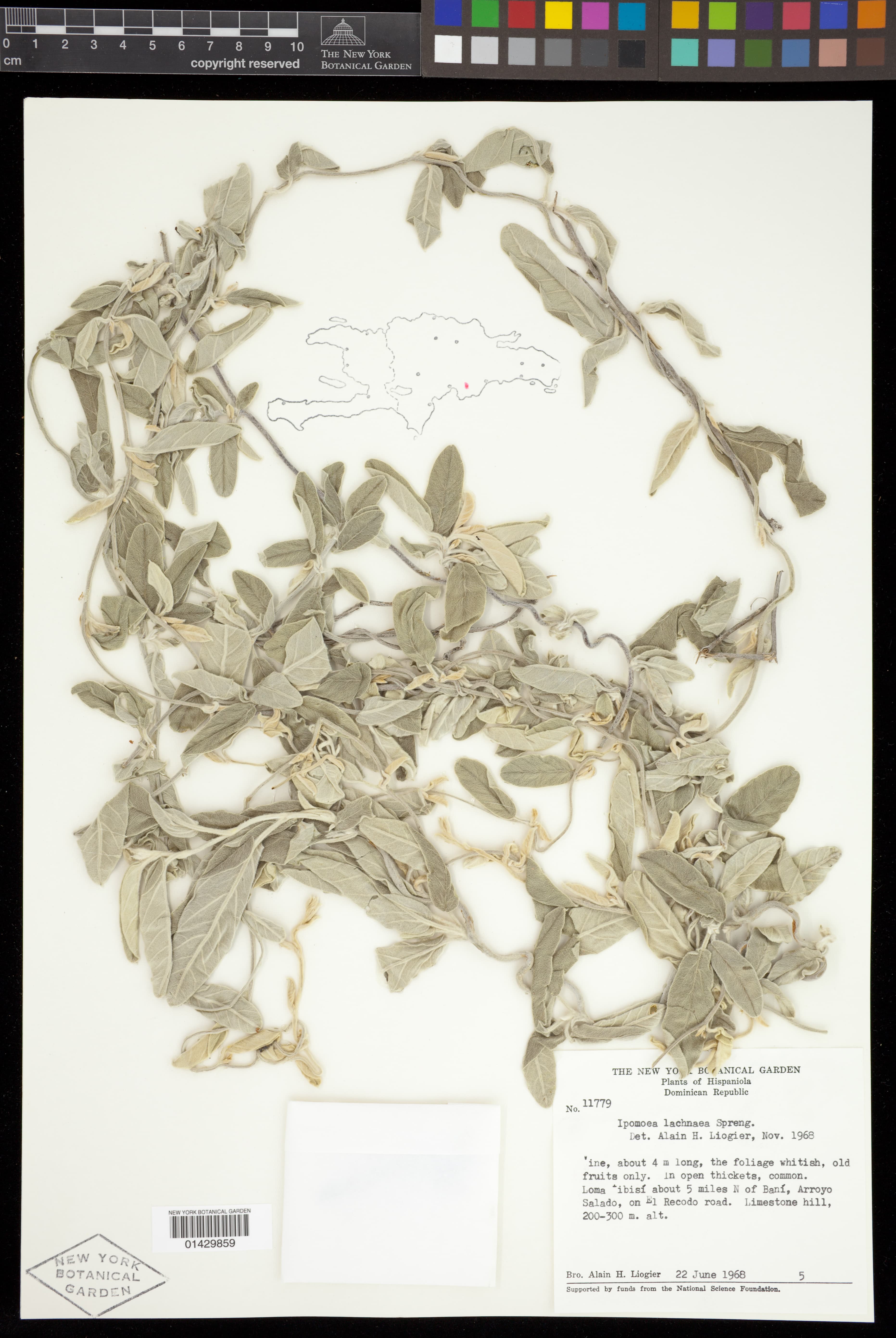 Ipomoea lachnaea