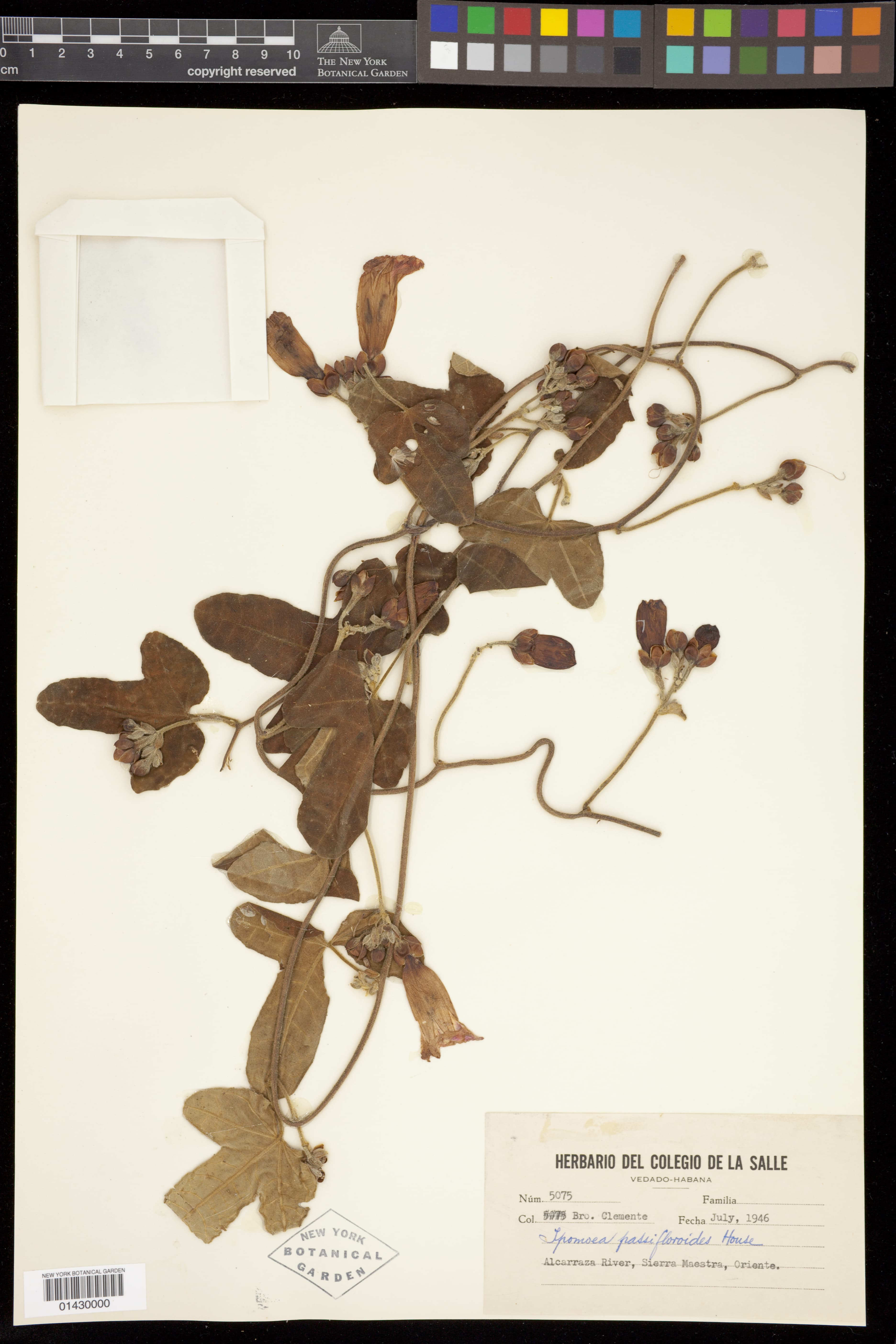 Ipomoea passifloroides