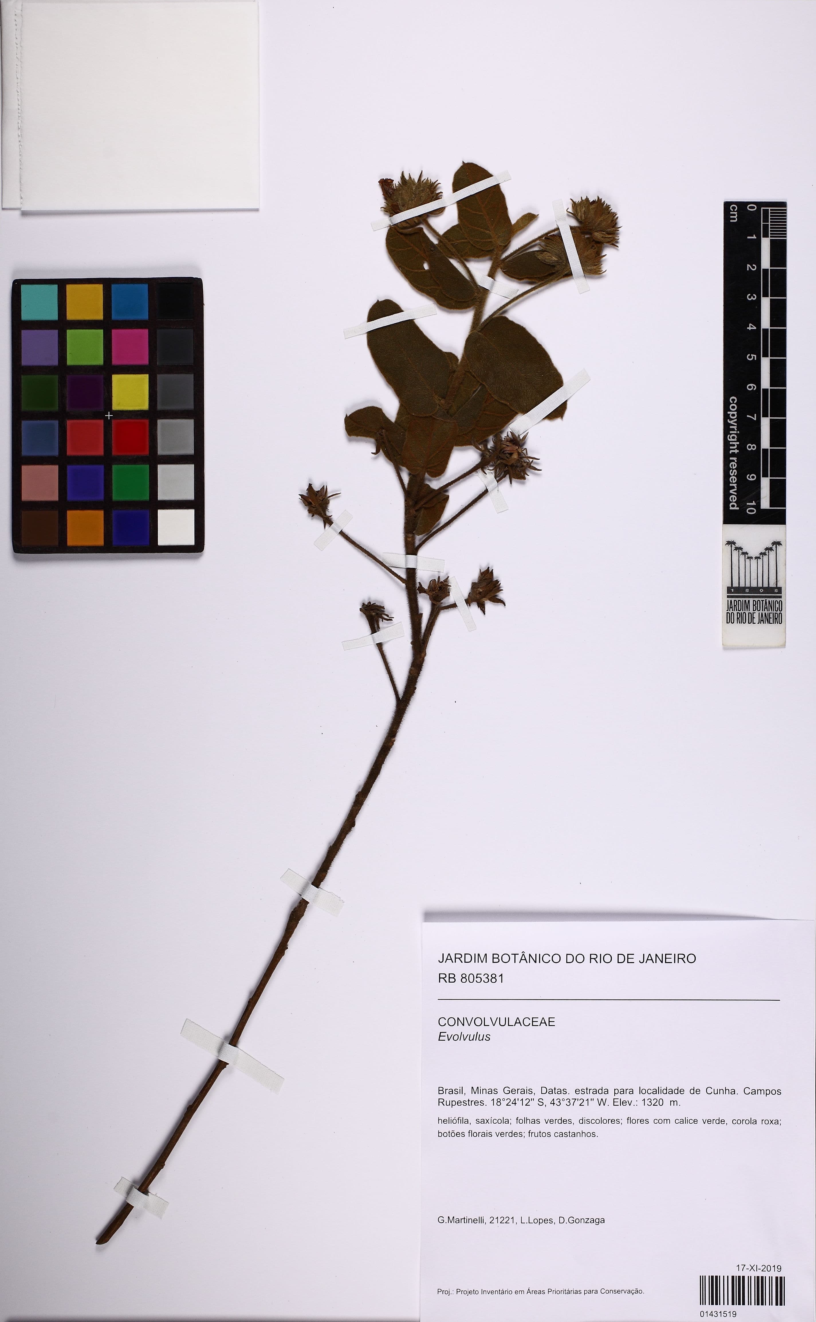 Jacquemontia lasioclados