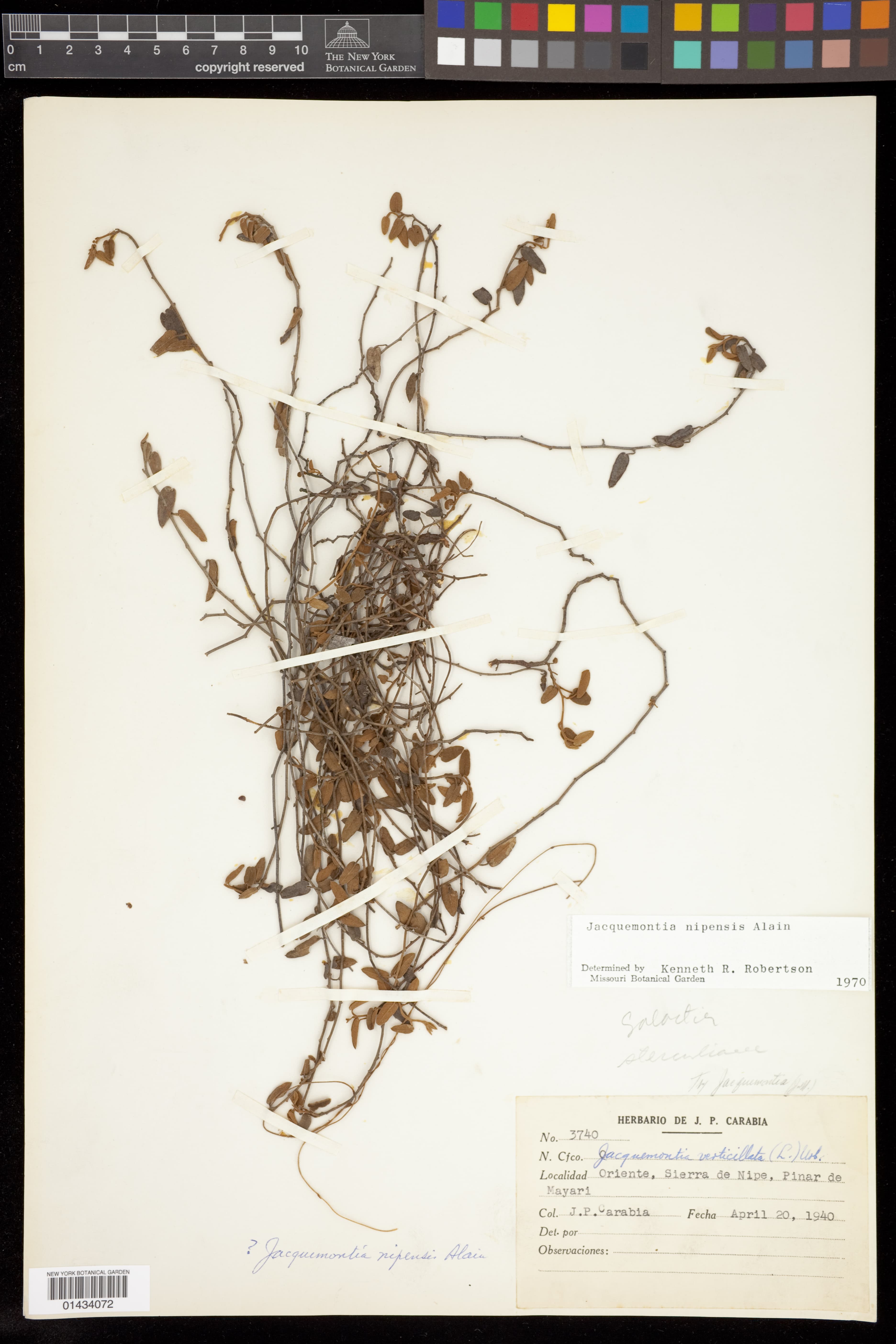 Jacquemontia nipensis