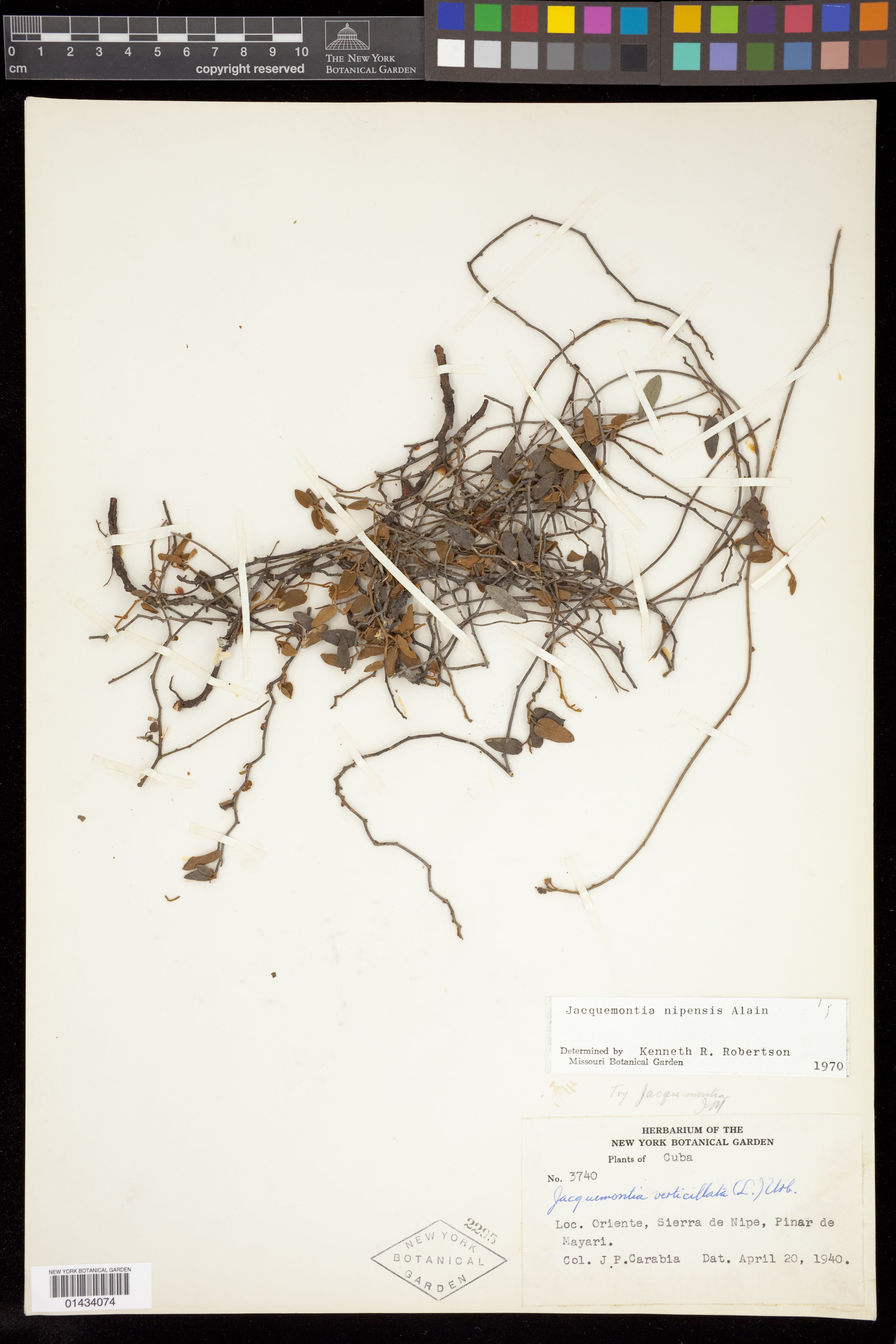 Jacquemontia nipensis