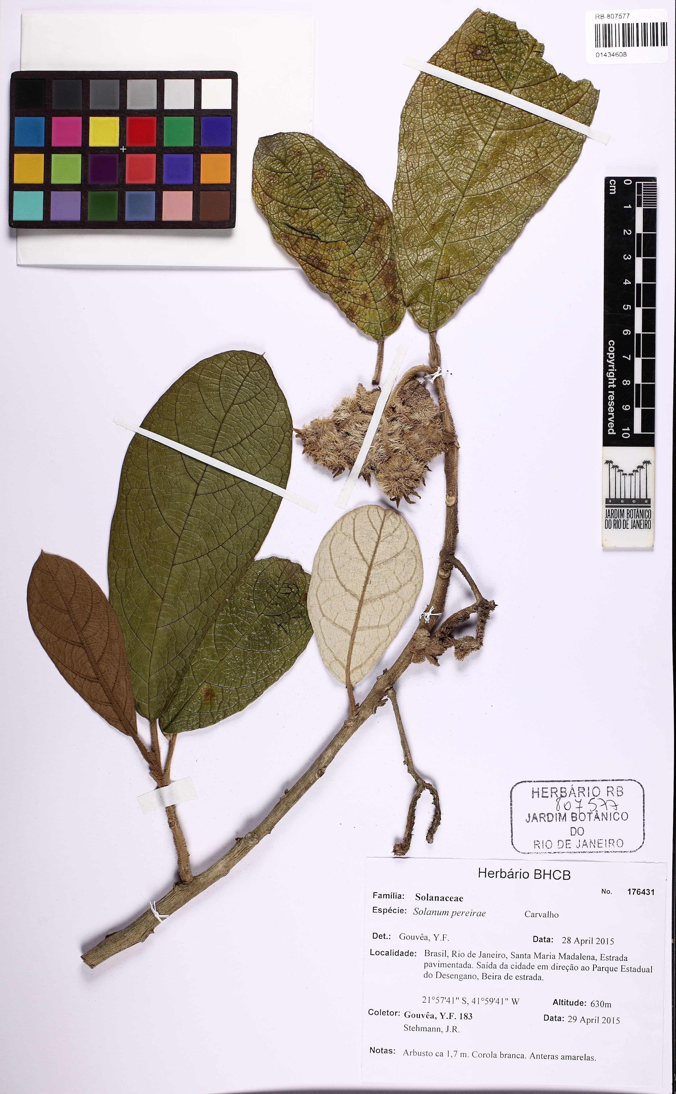 Solanum pereirae