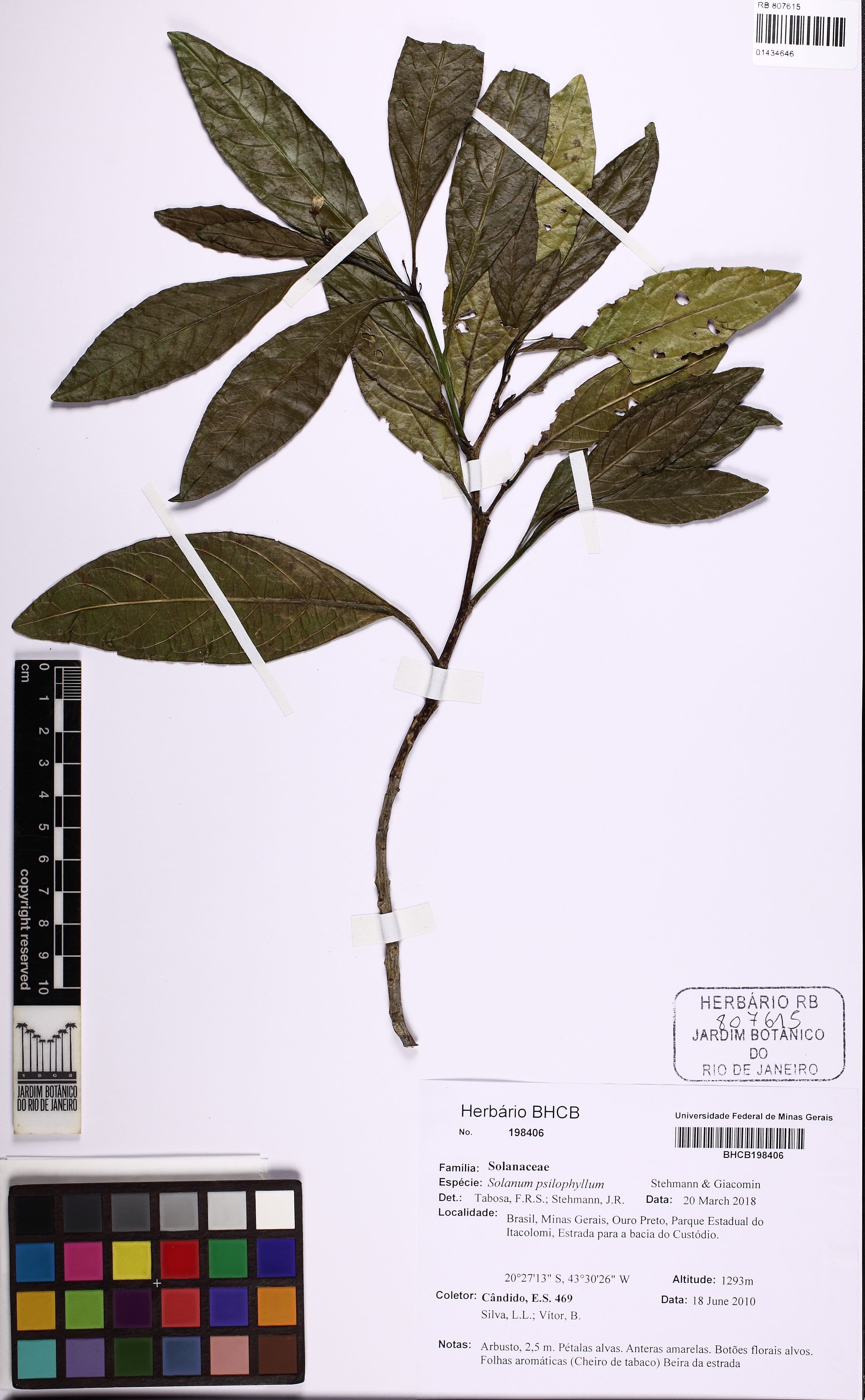 Solanum psilophyllum