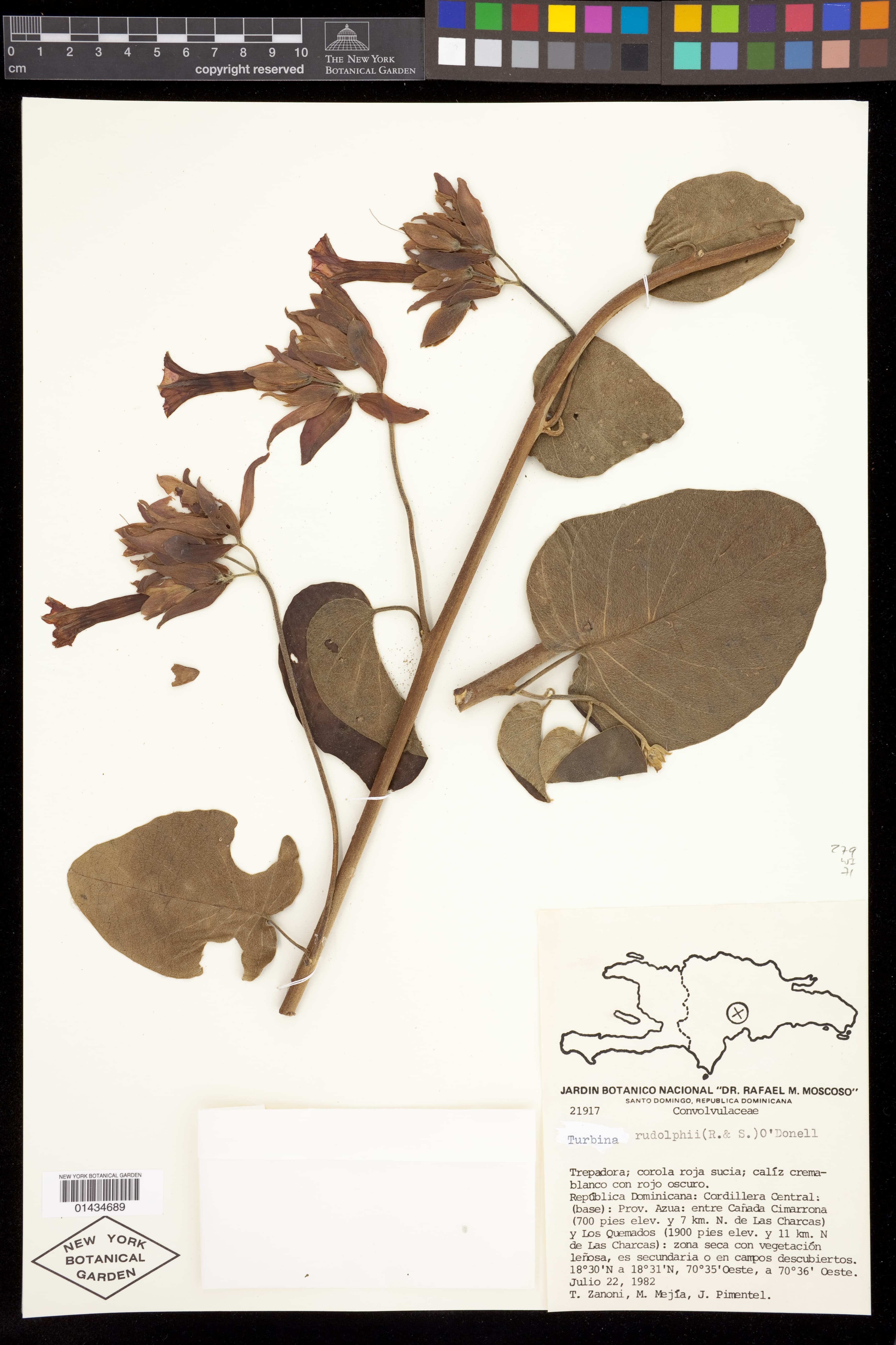 Ipomoea racemosa
