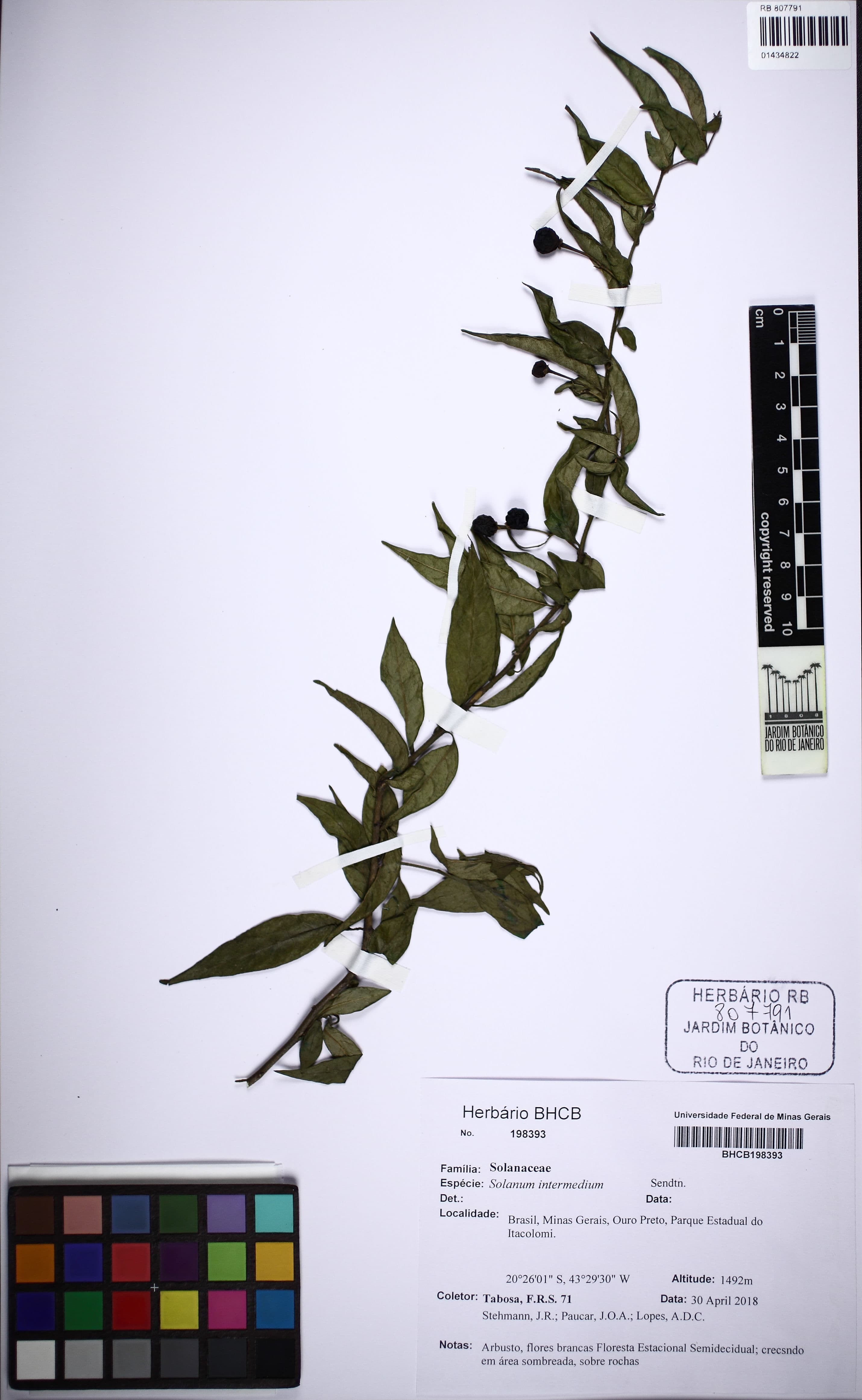 Solanum intermedium
