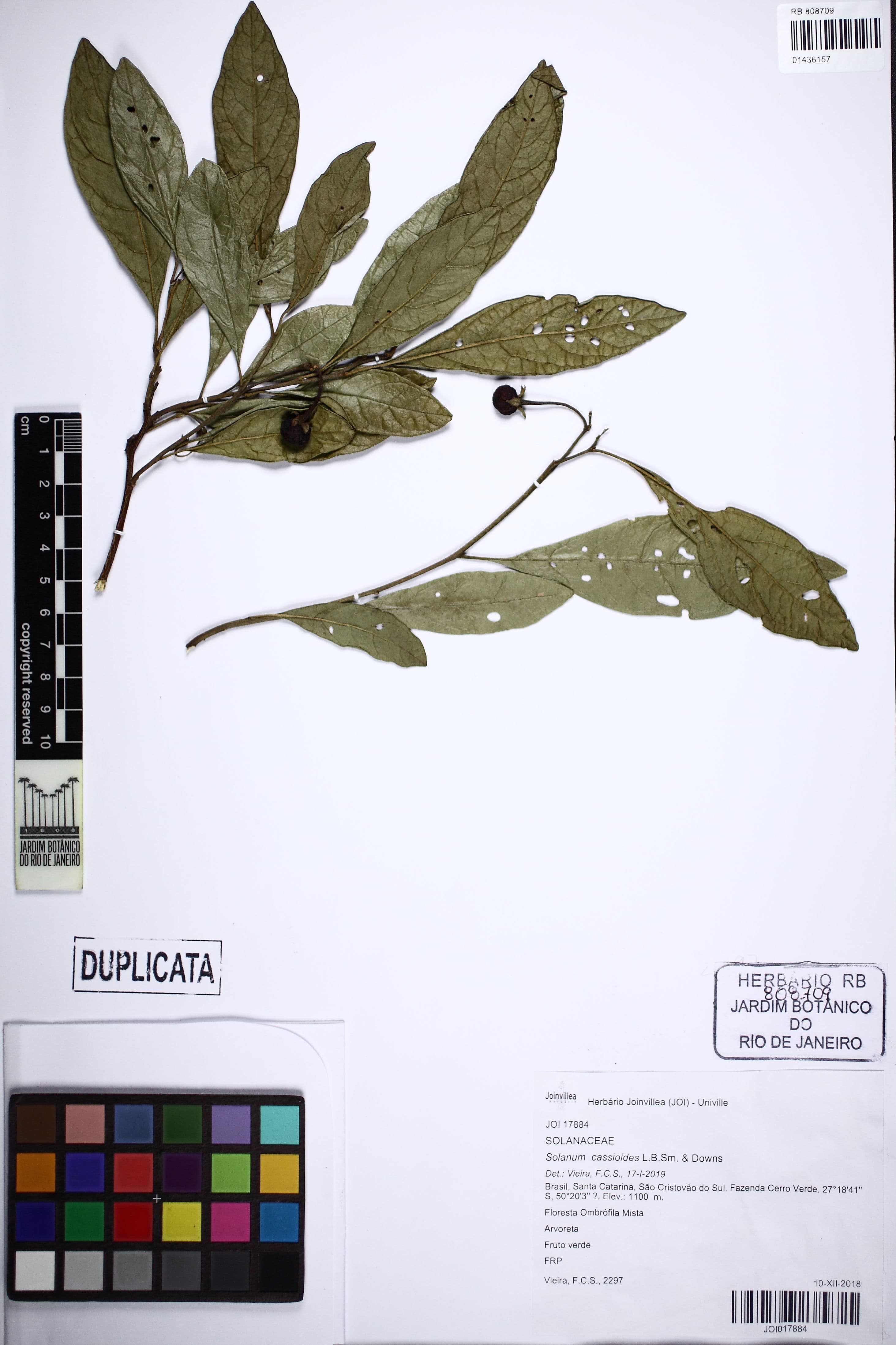Solanum cassioides