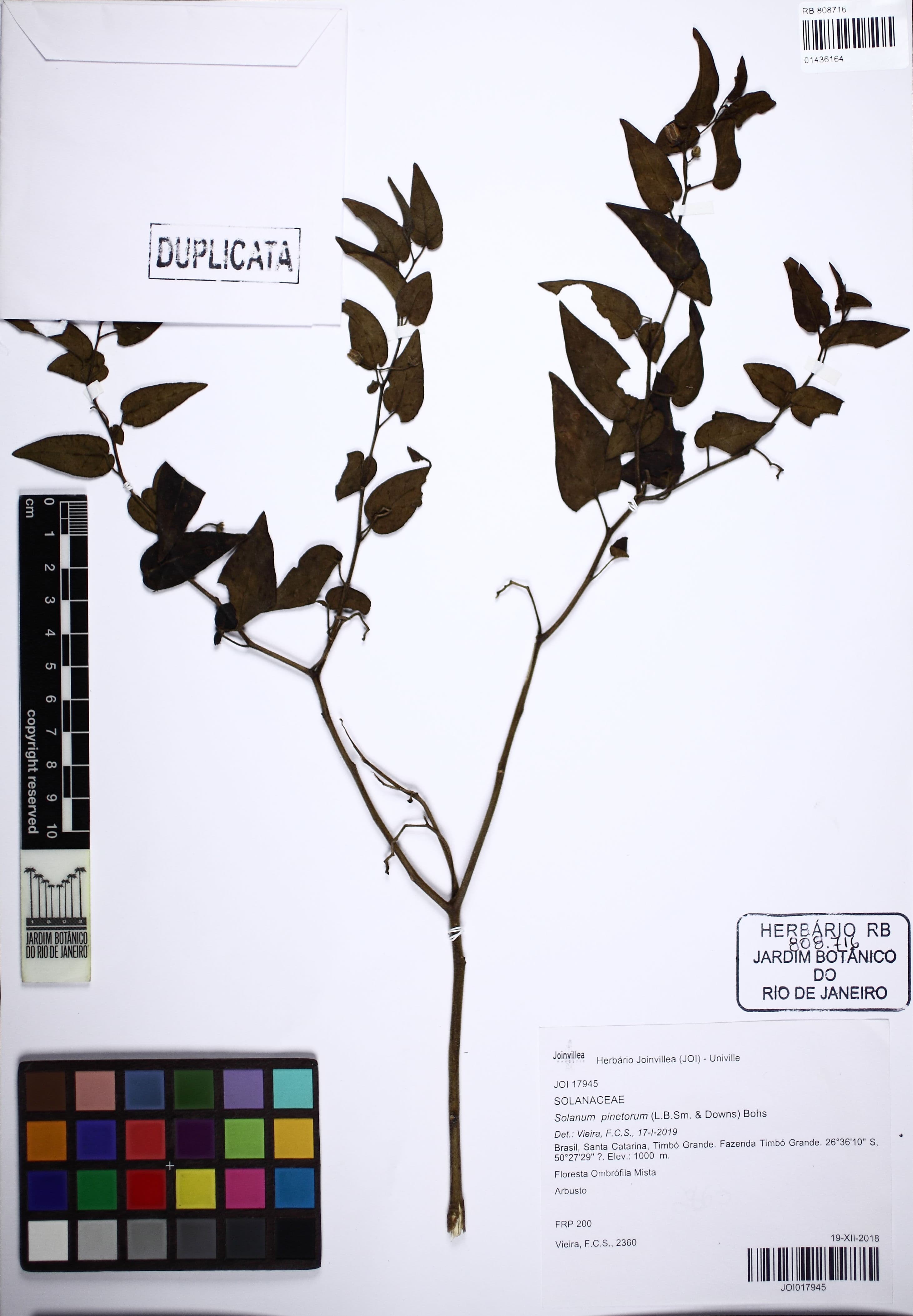 Solanum pinetorum