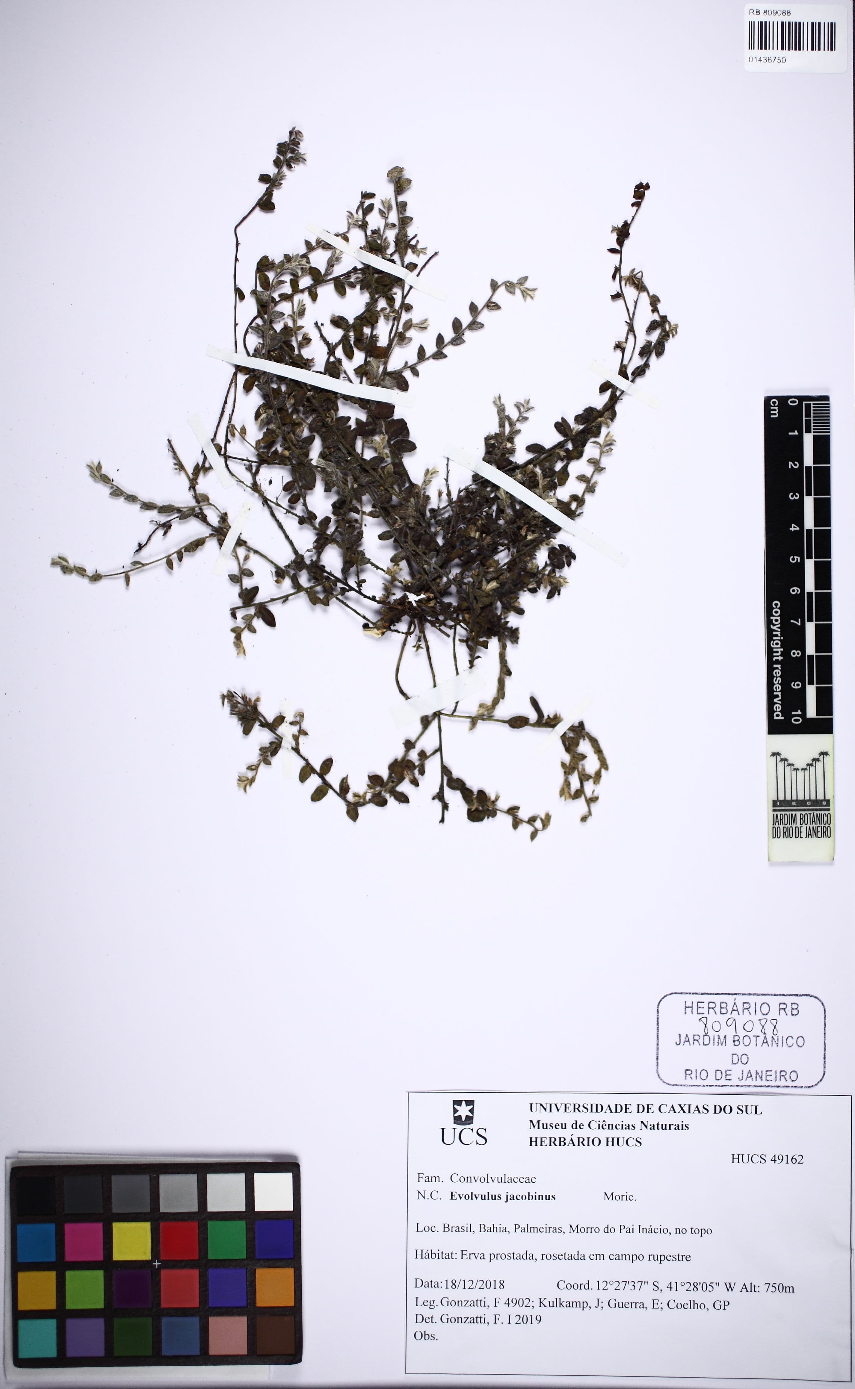 Evolvulus jacobinus