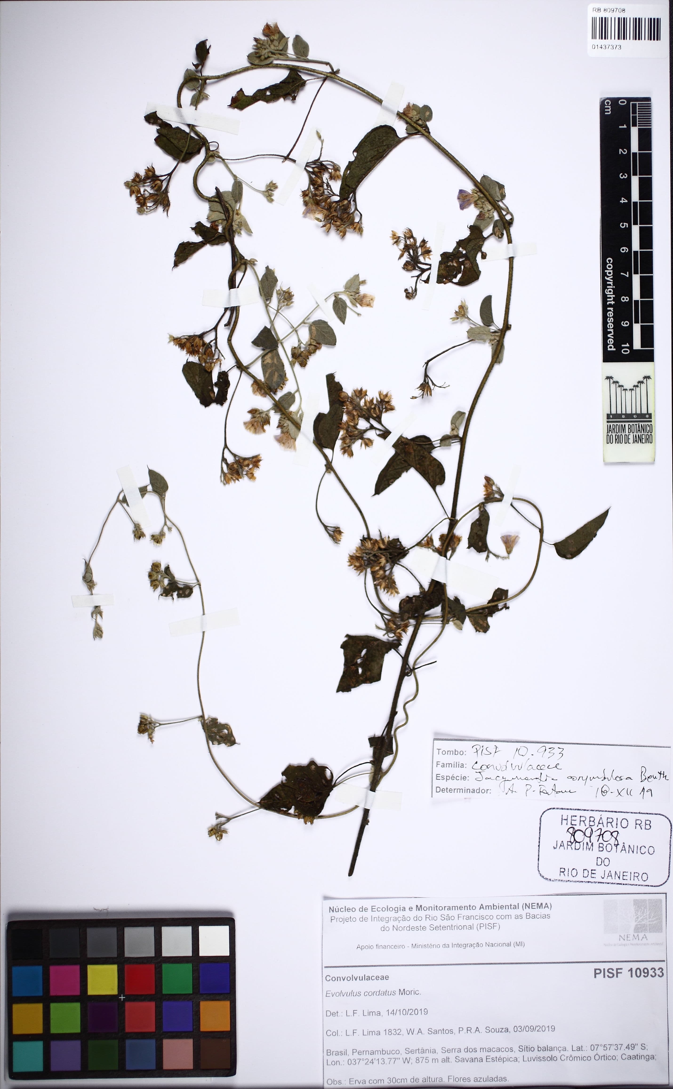 Jacquemontia cearensis