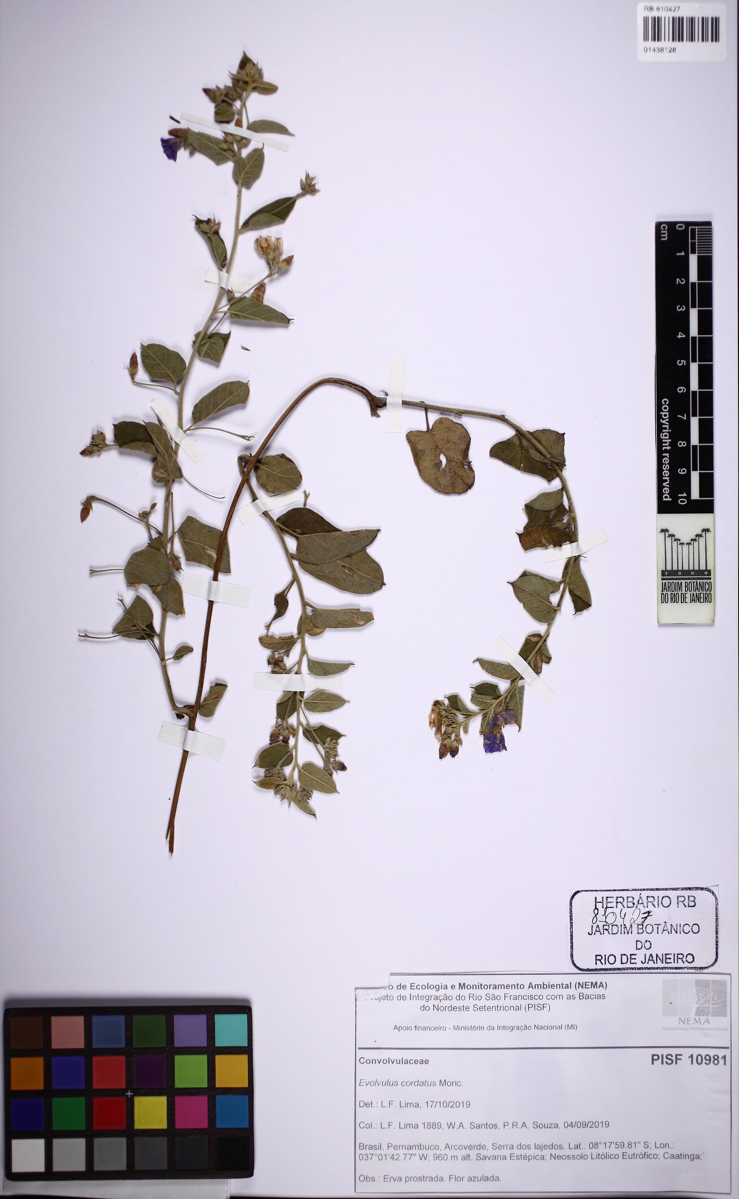 Jacquemontia cearensis