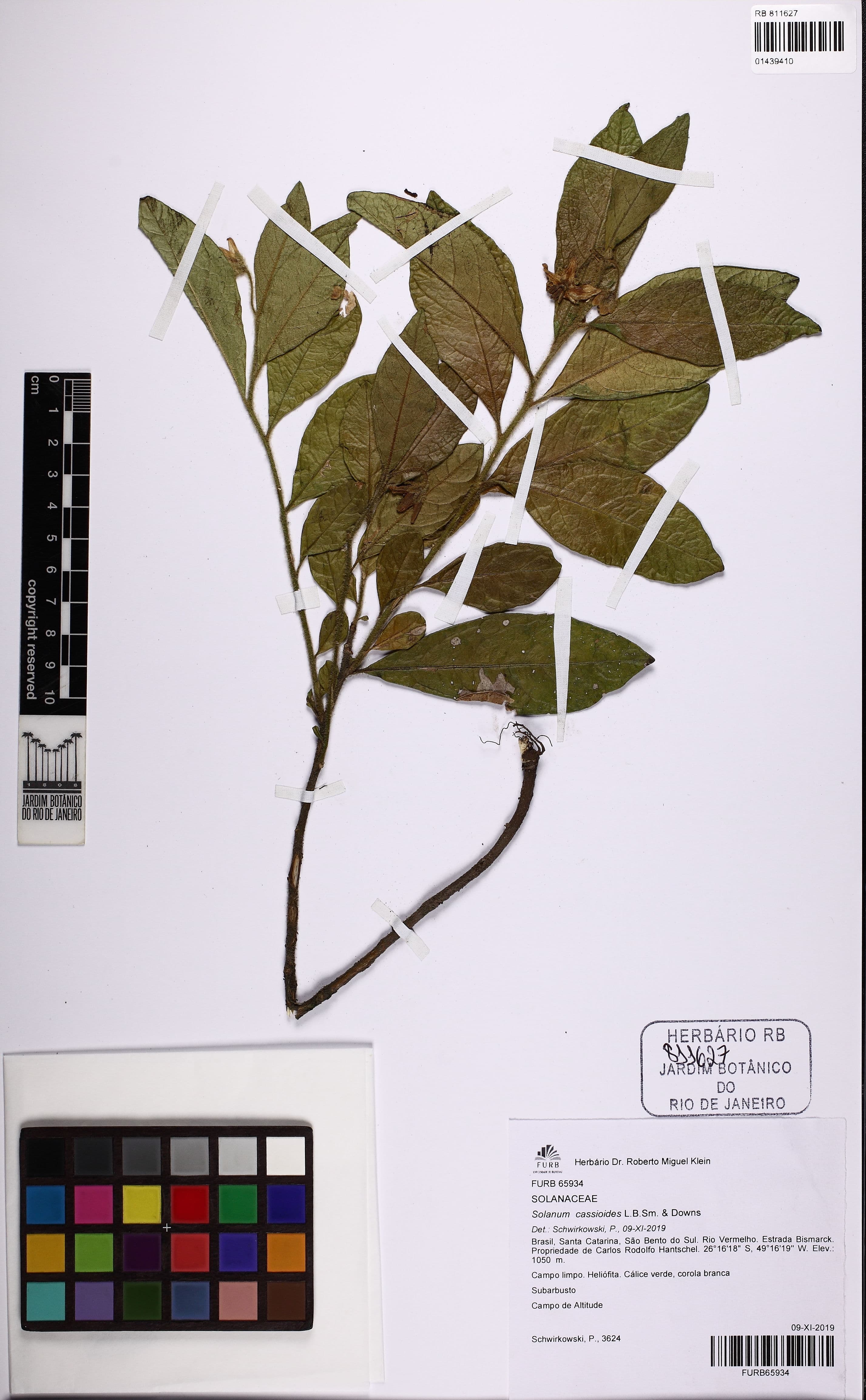 Solanum cassioides