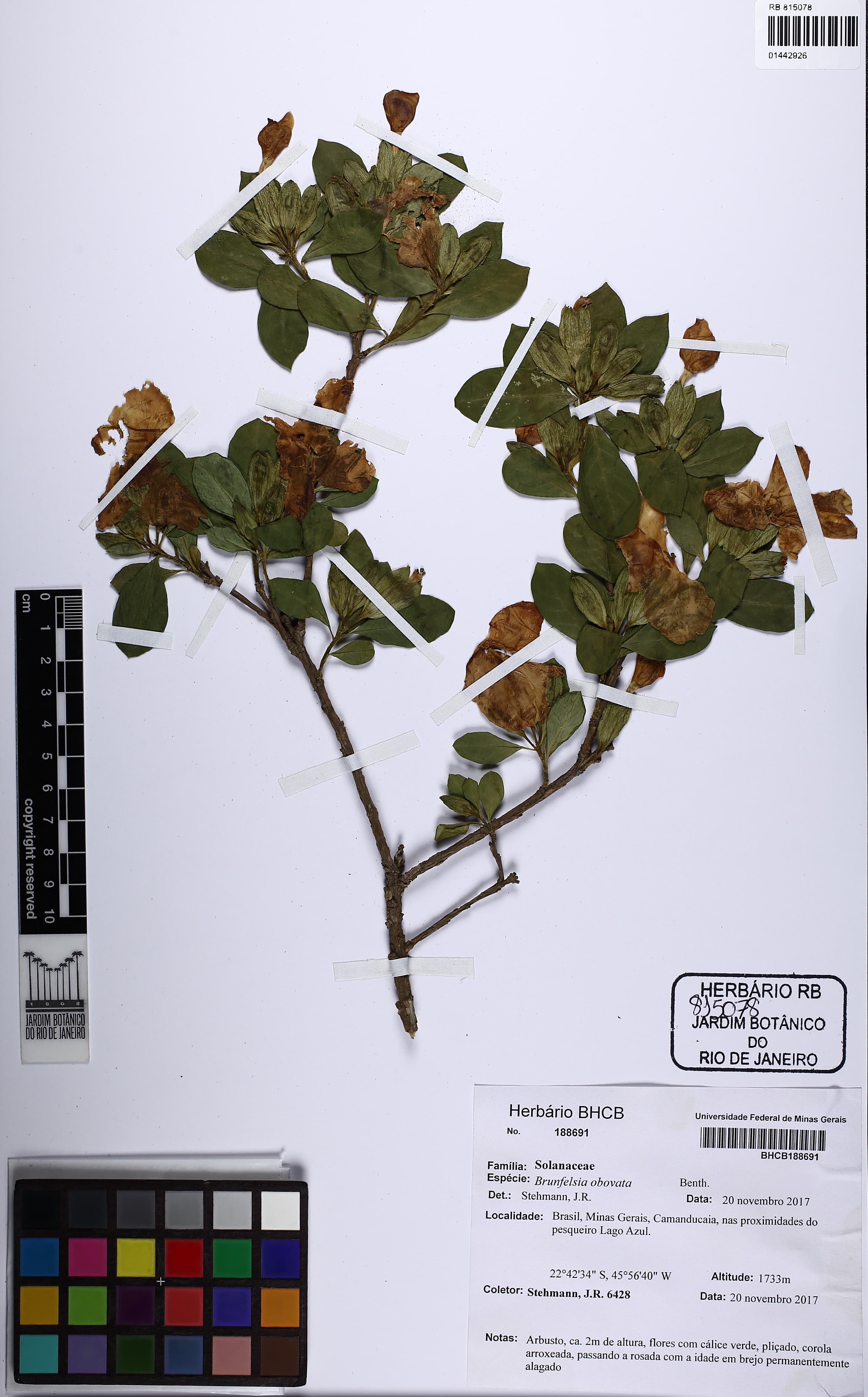 Brunfelsia obovata