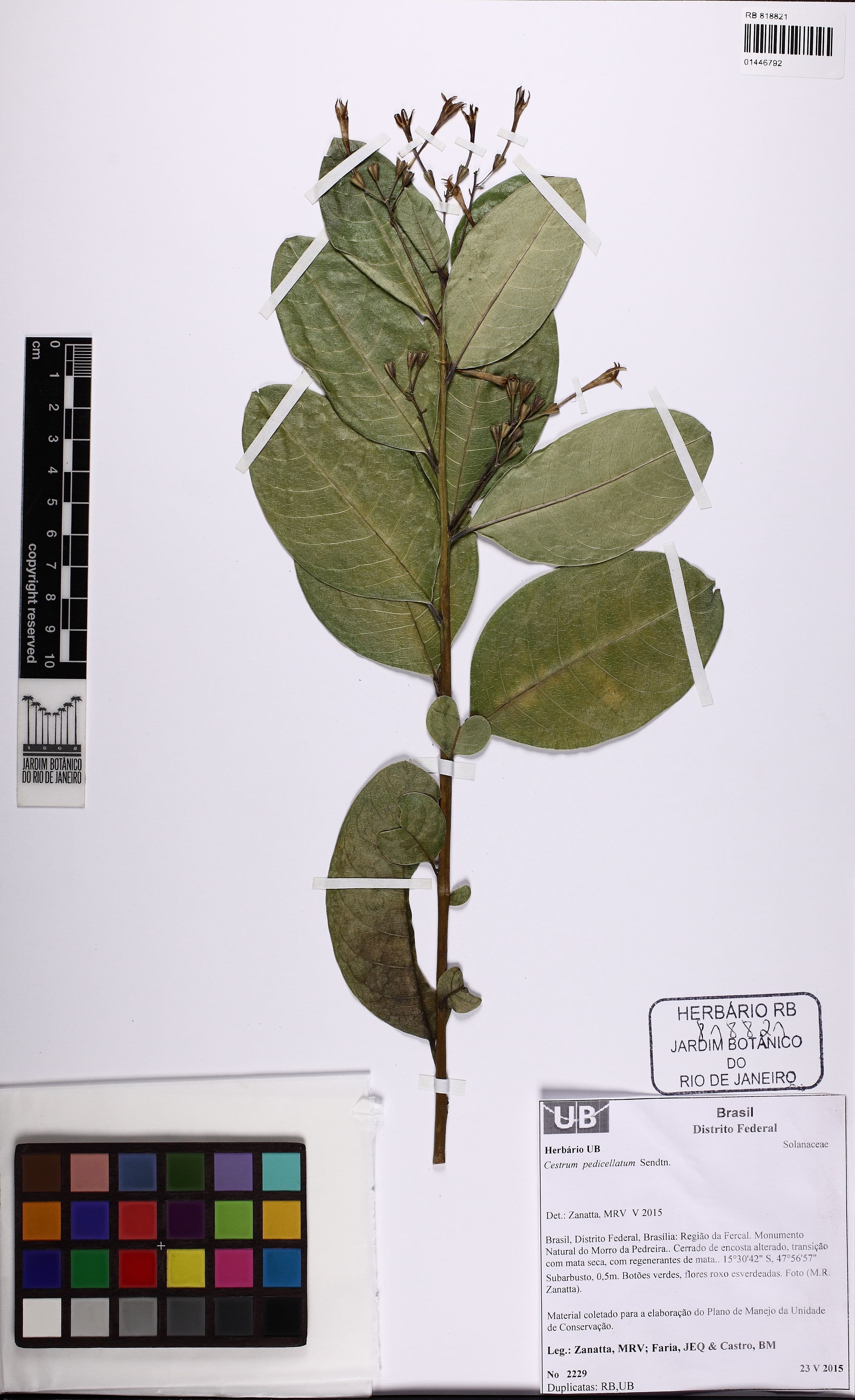 Cestrum pedicellatum