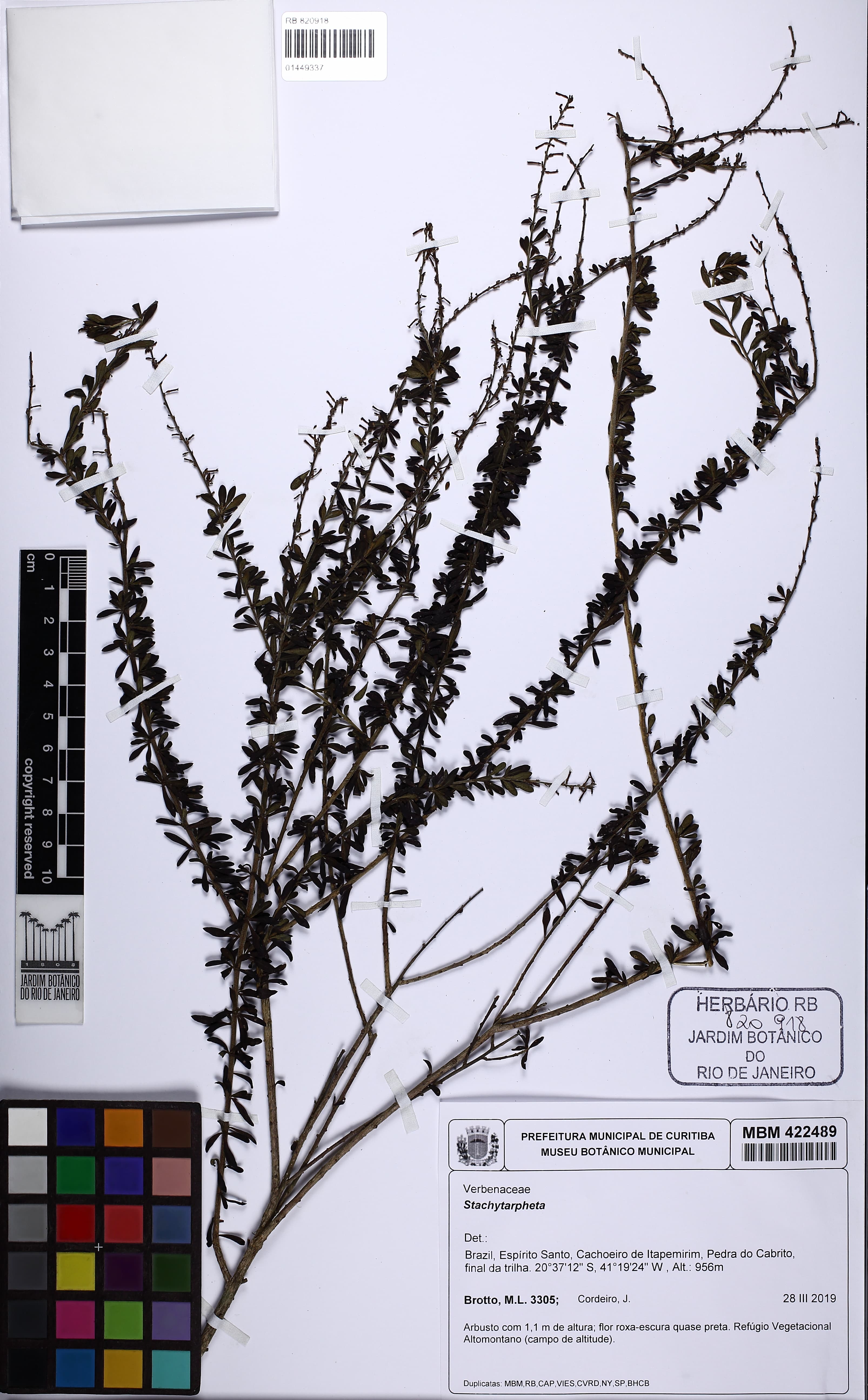 Melananthus fasciculatus