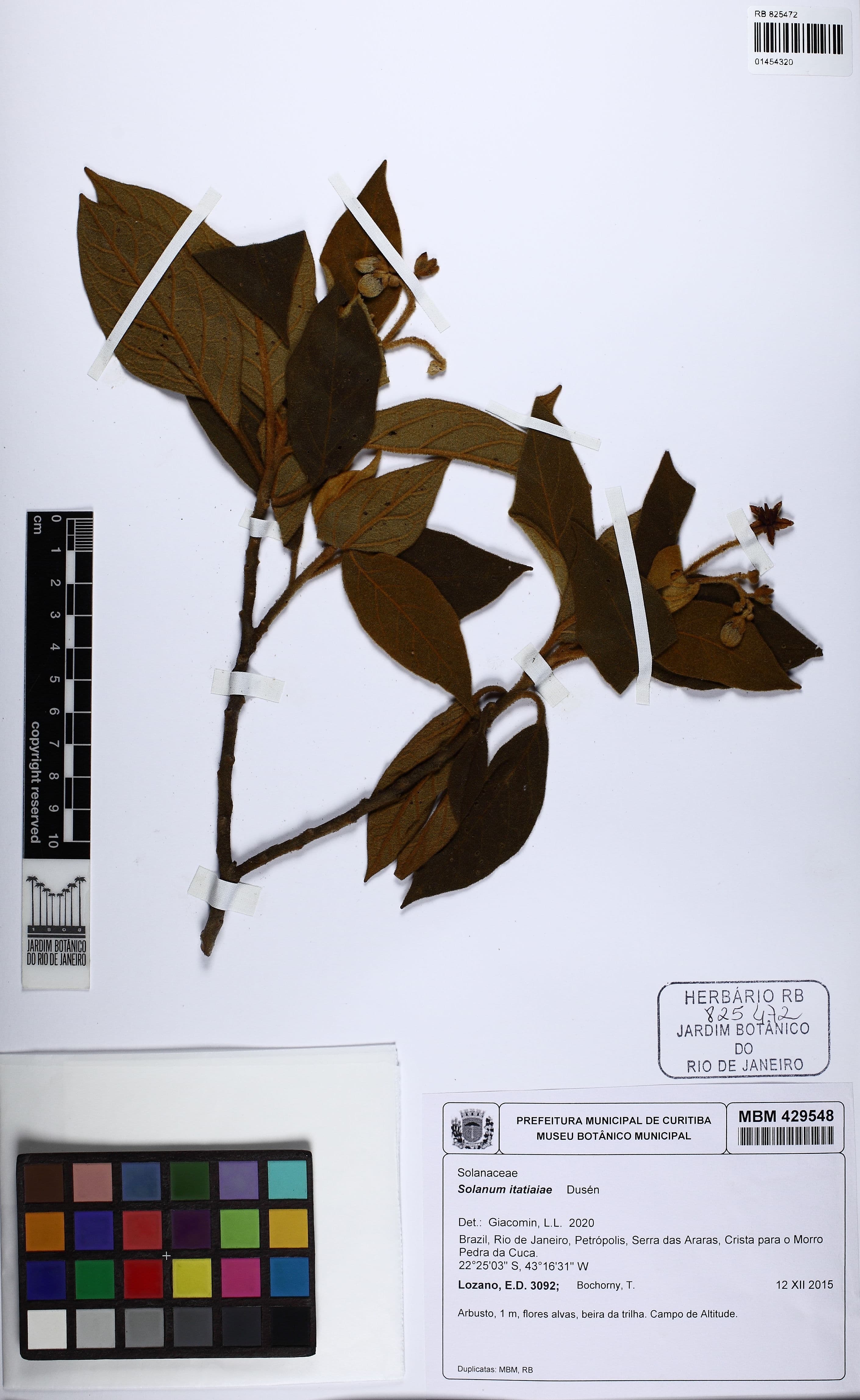Solanum itatiaiae