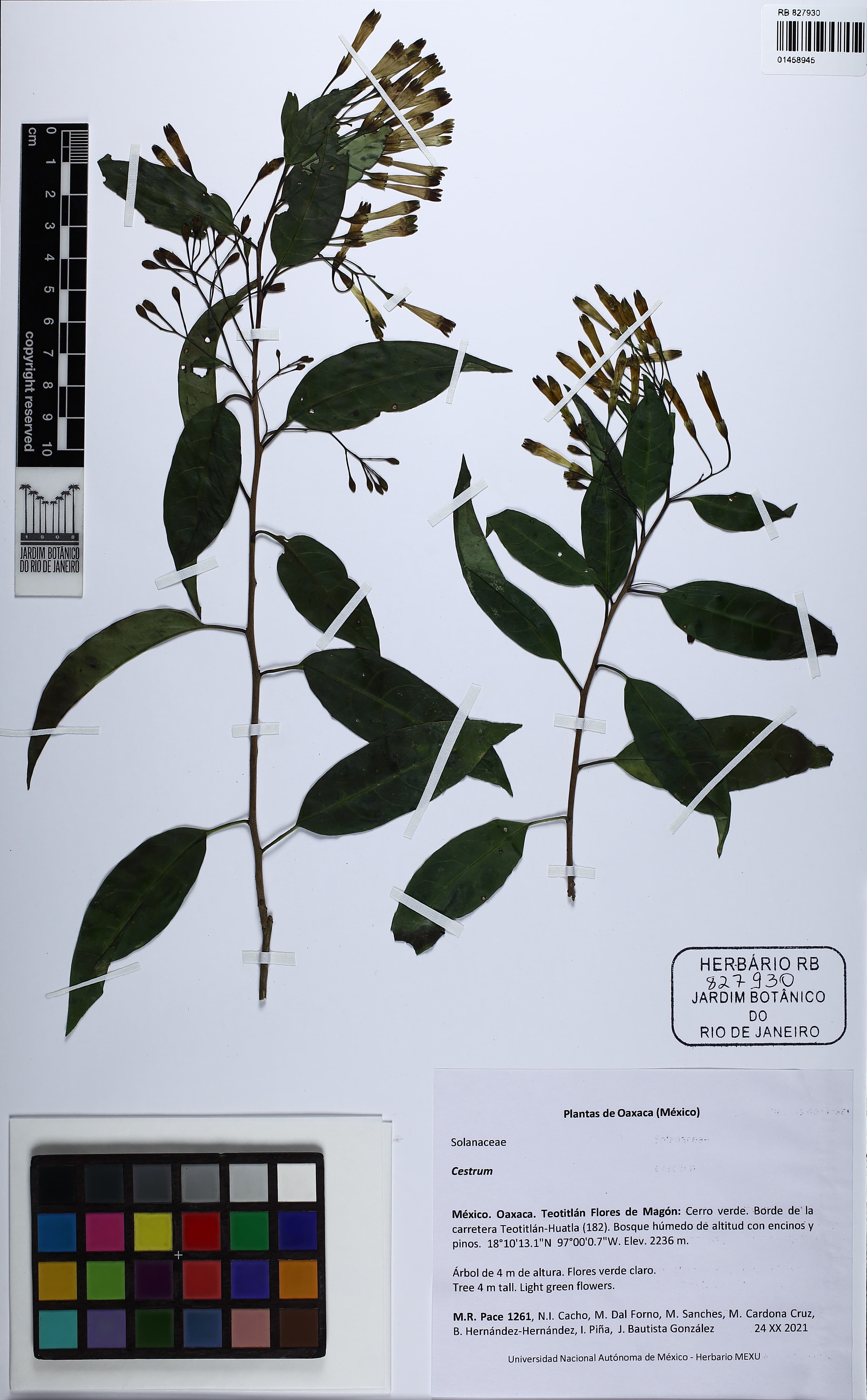 Cestrum laxum