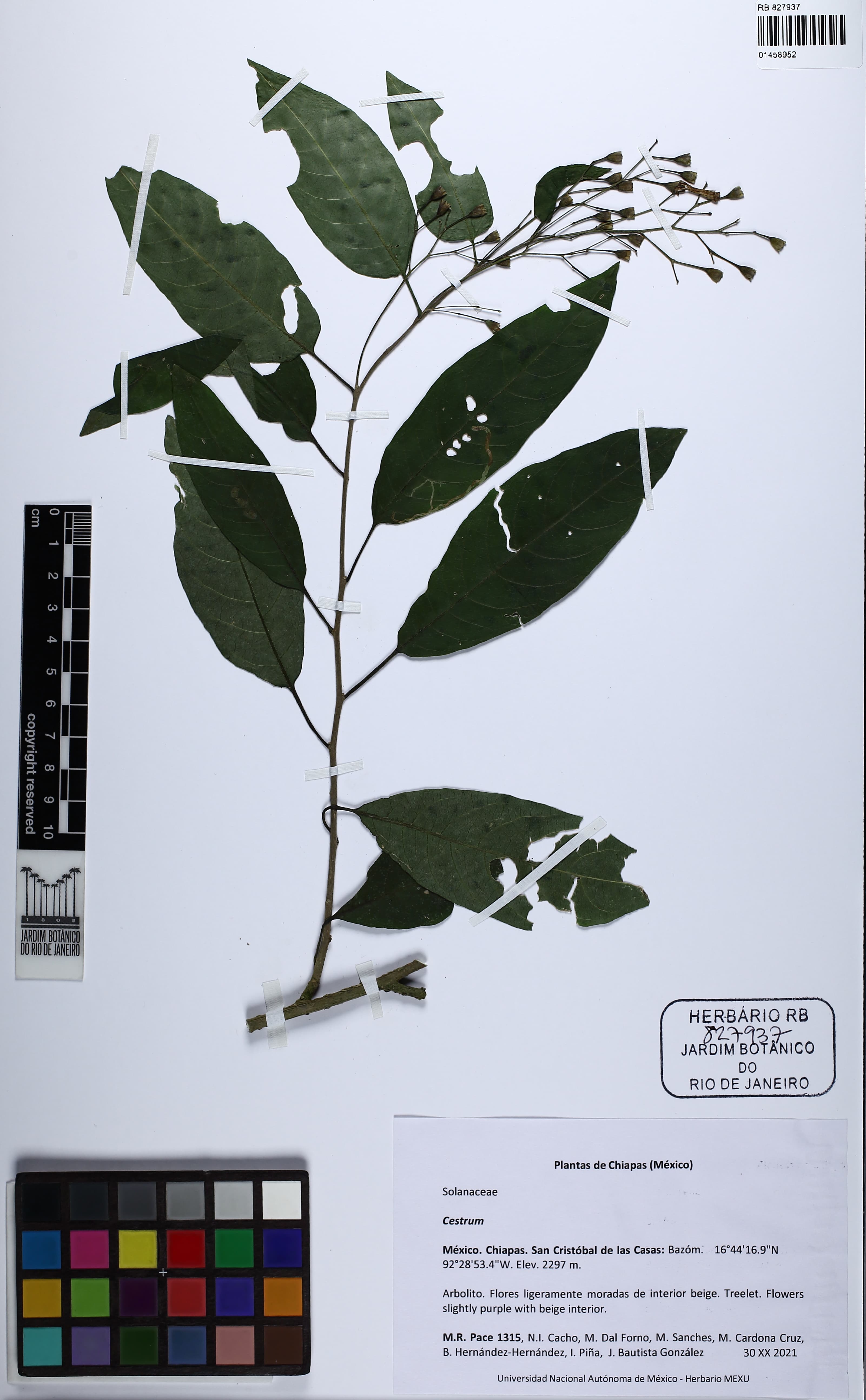 Mexican Cestrum