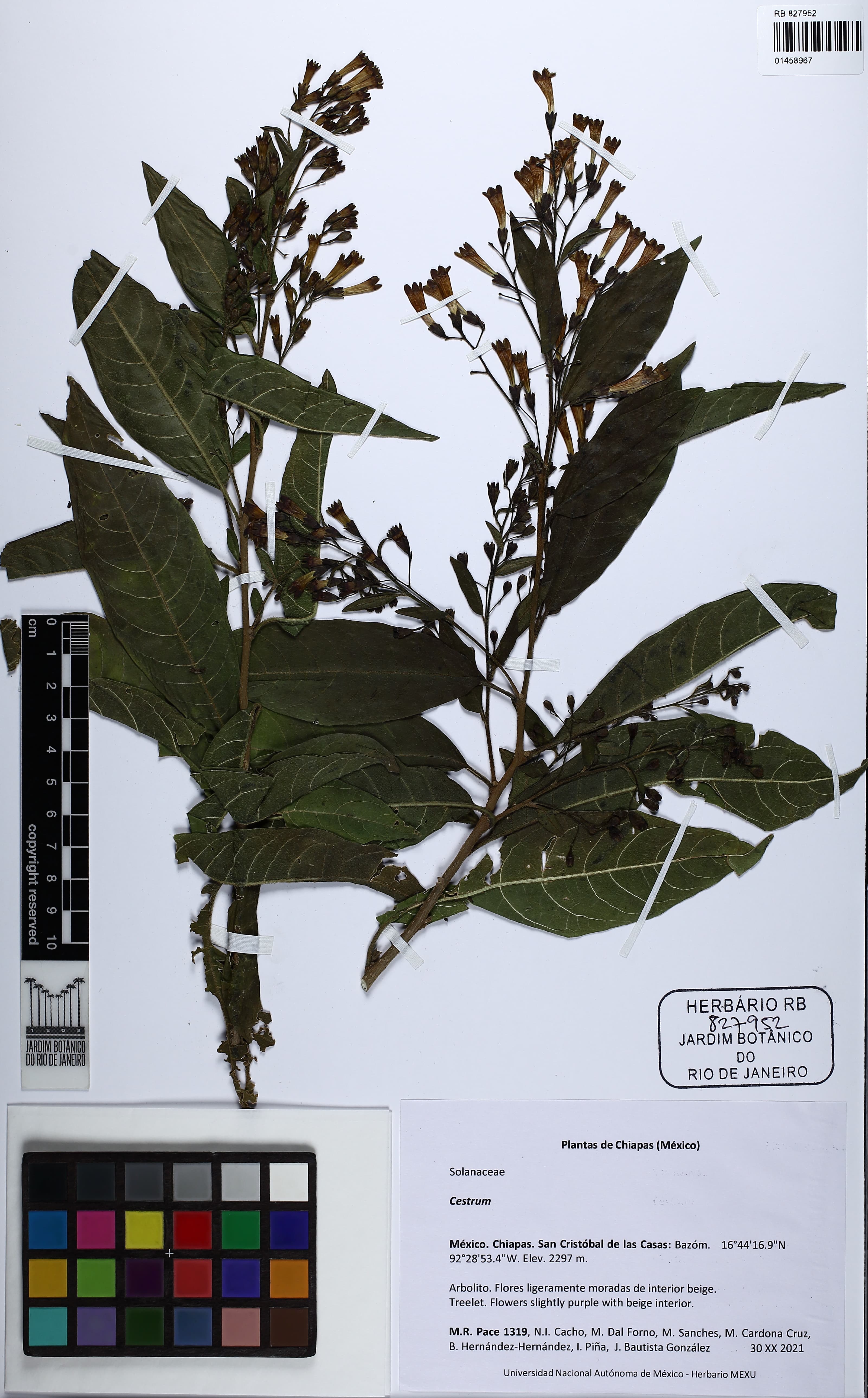 Cestrum mexicanum