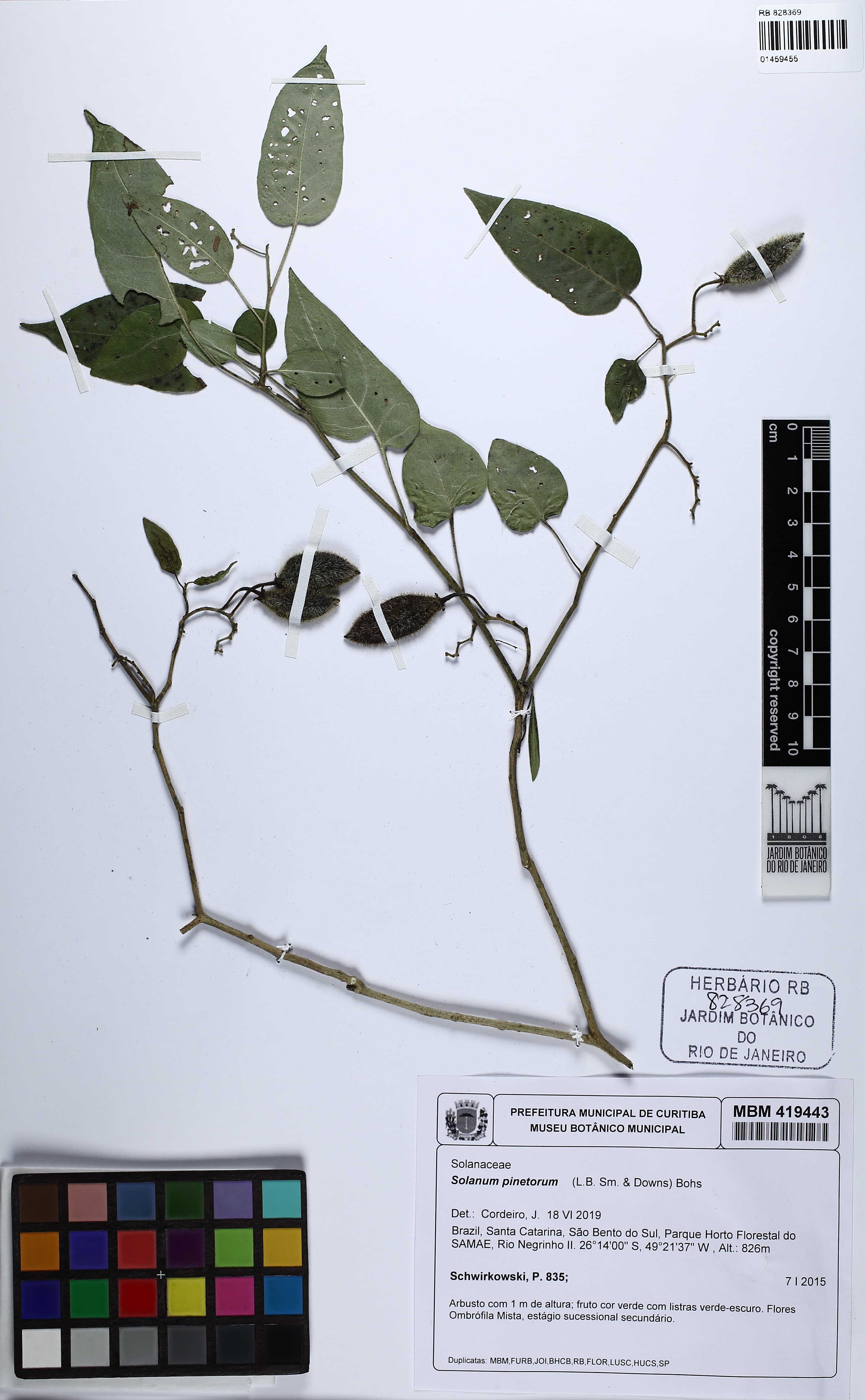 Solanum pinetorum