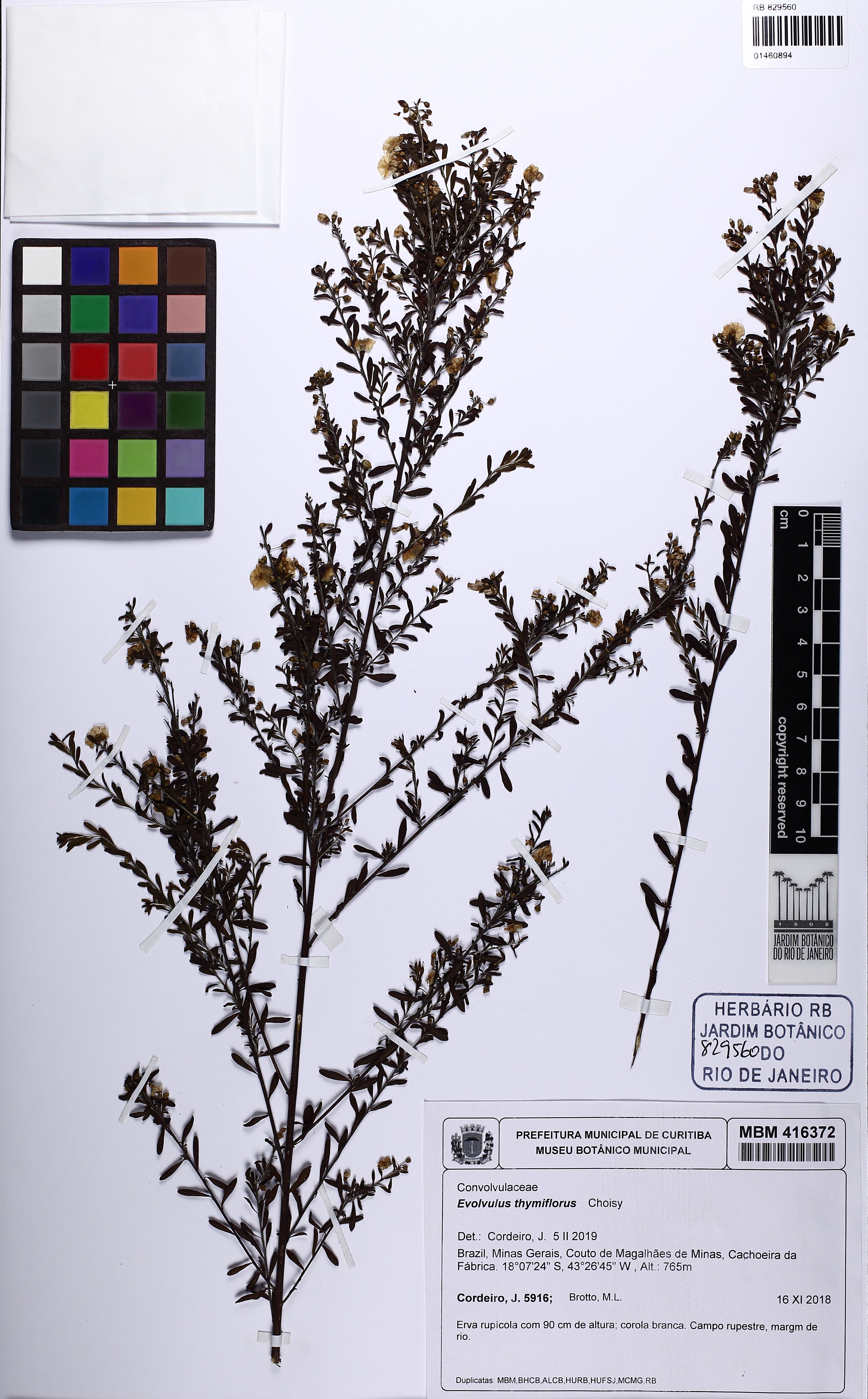 Evolvulus thymiflorus