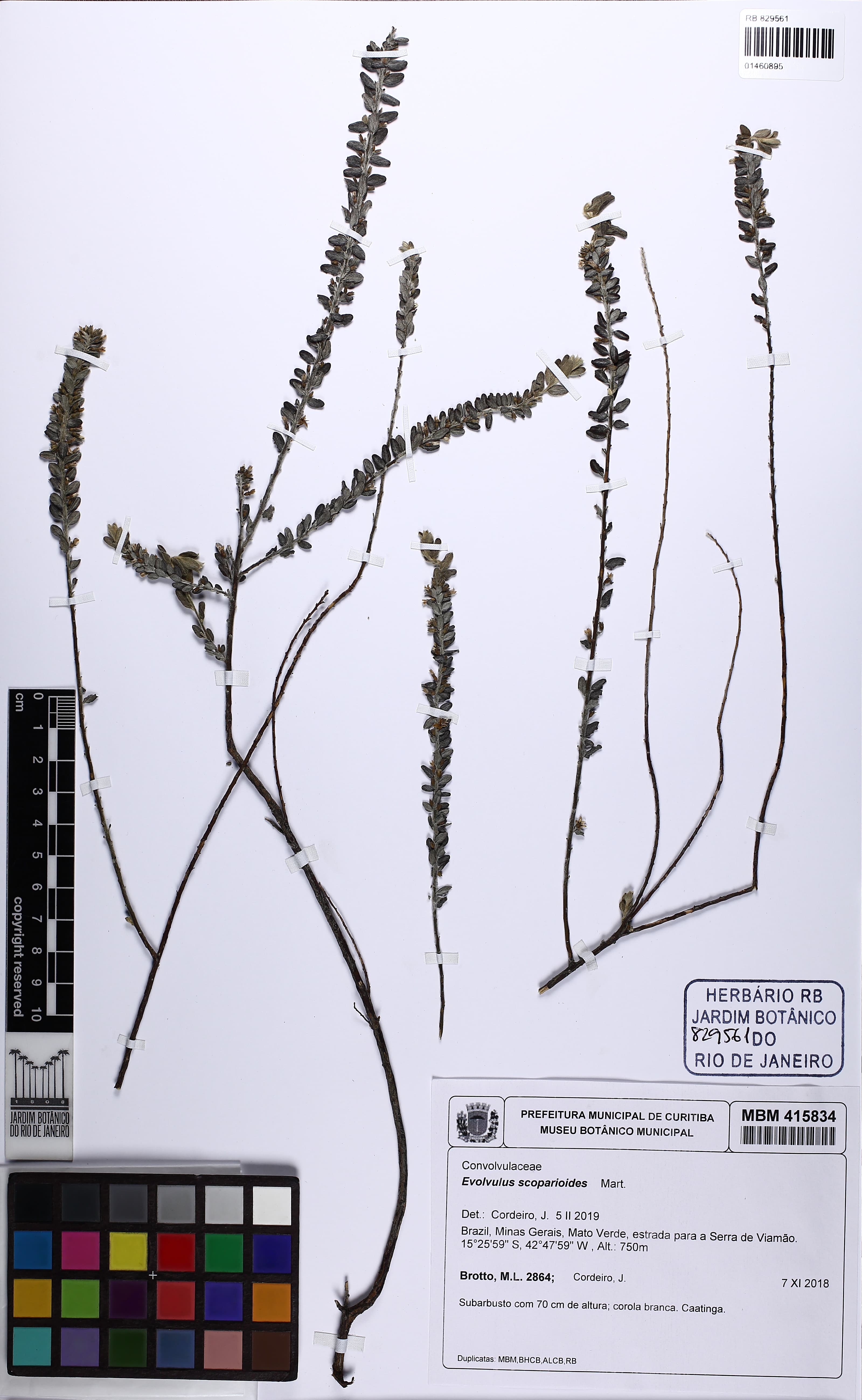 Evolvulus scoparioides